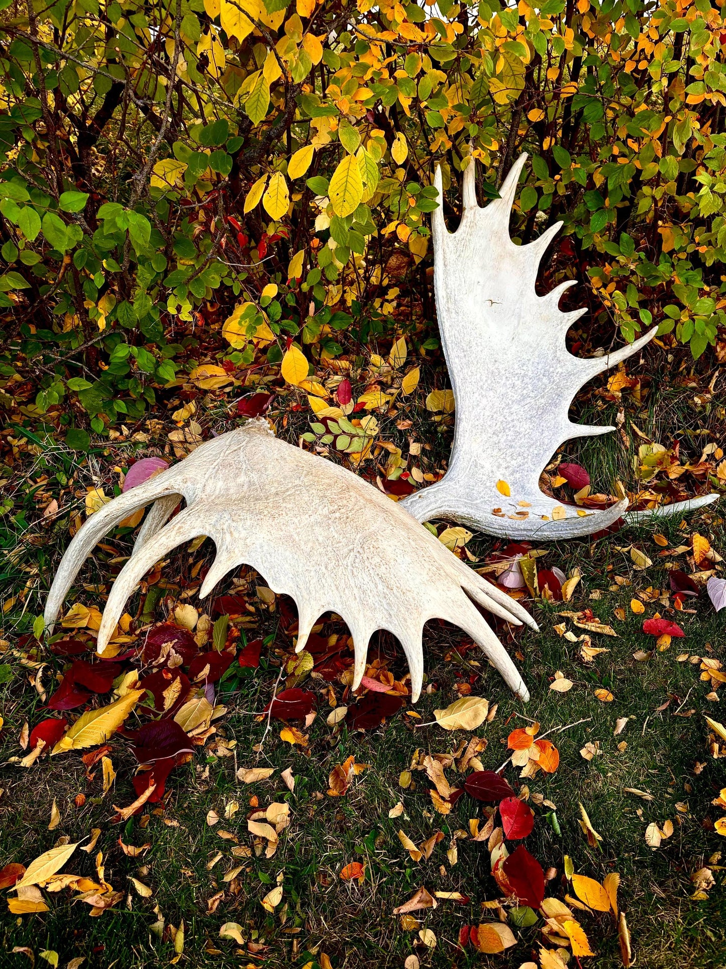 GIANT Canadian Moose Antler Pair. Massive antlers for wall decor, crafting, carving and more.