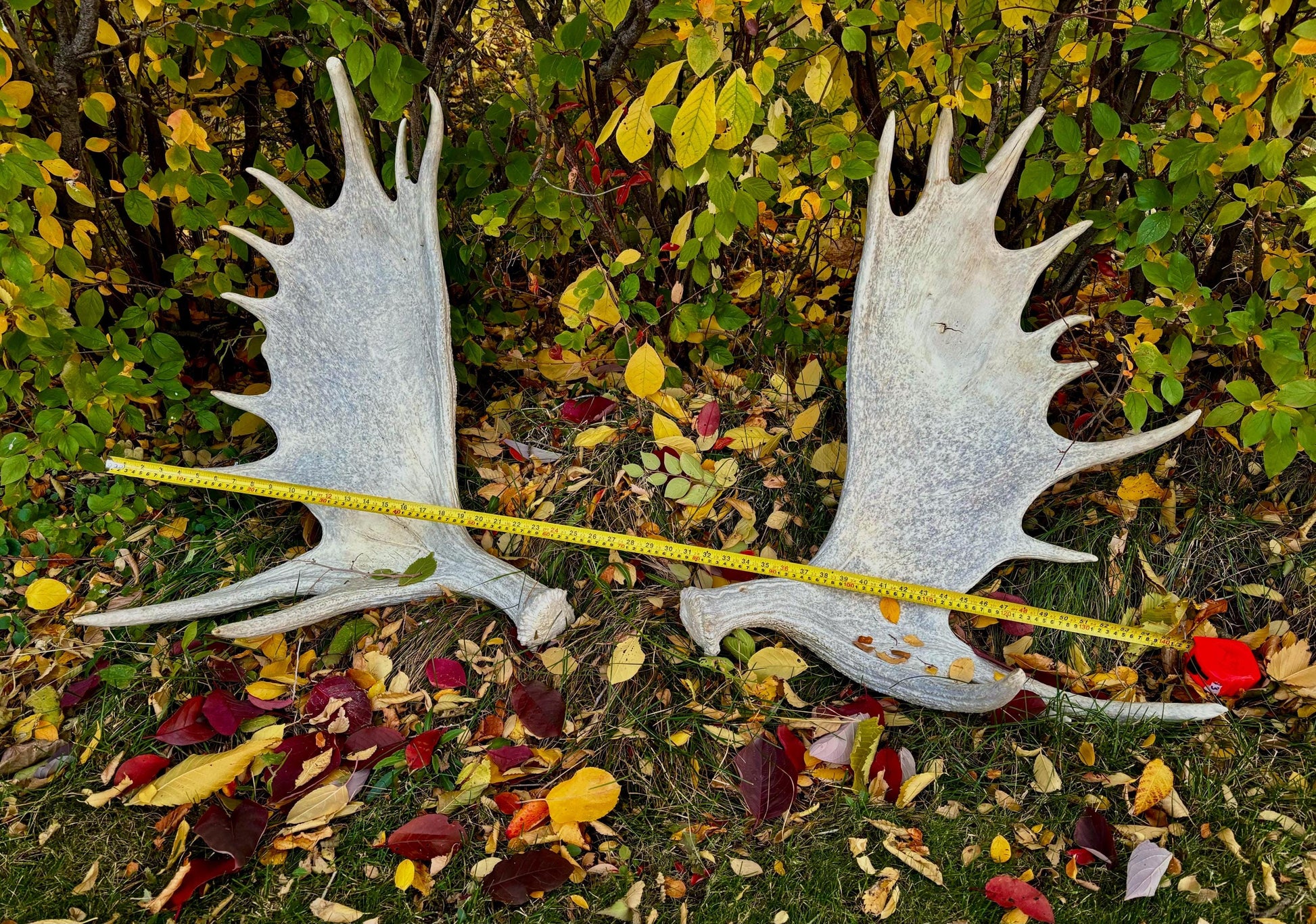 GIANT Canadian Moose Antler Pair. Massive antlers for wall decor, crafting, carving and more.