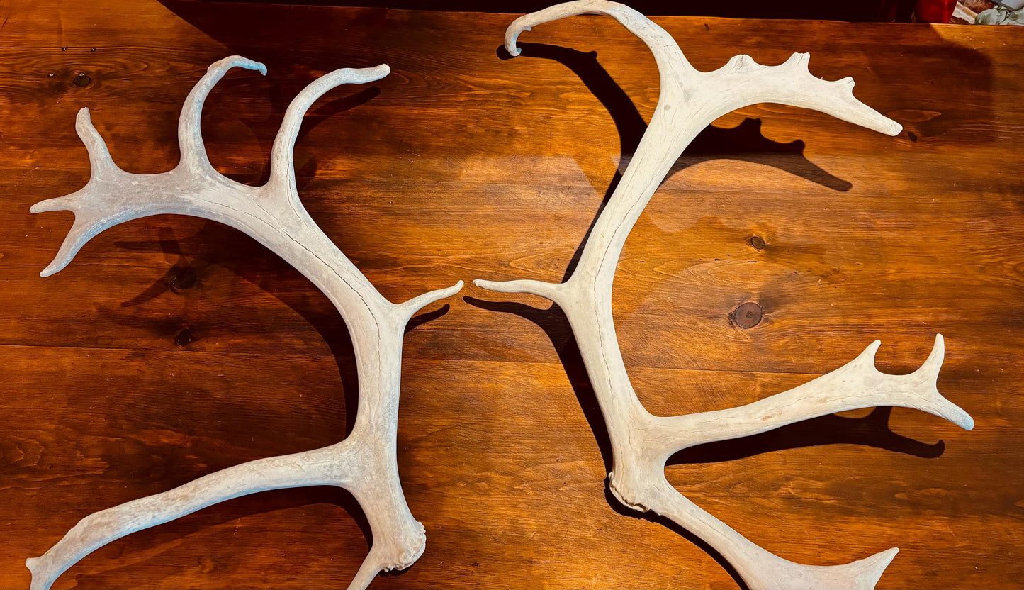 Huge Bull Caribou Antlers! Matched Set of Heavily Weathered Antlers. For decor, crafting and more!