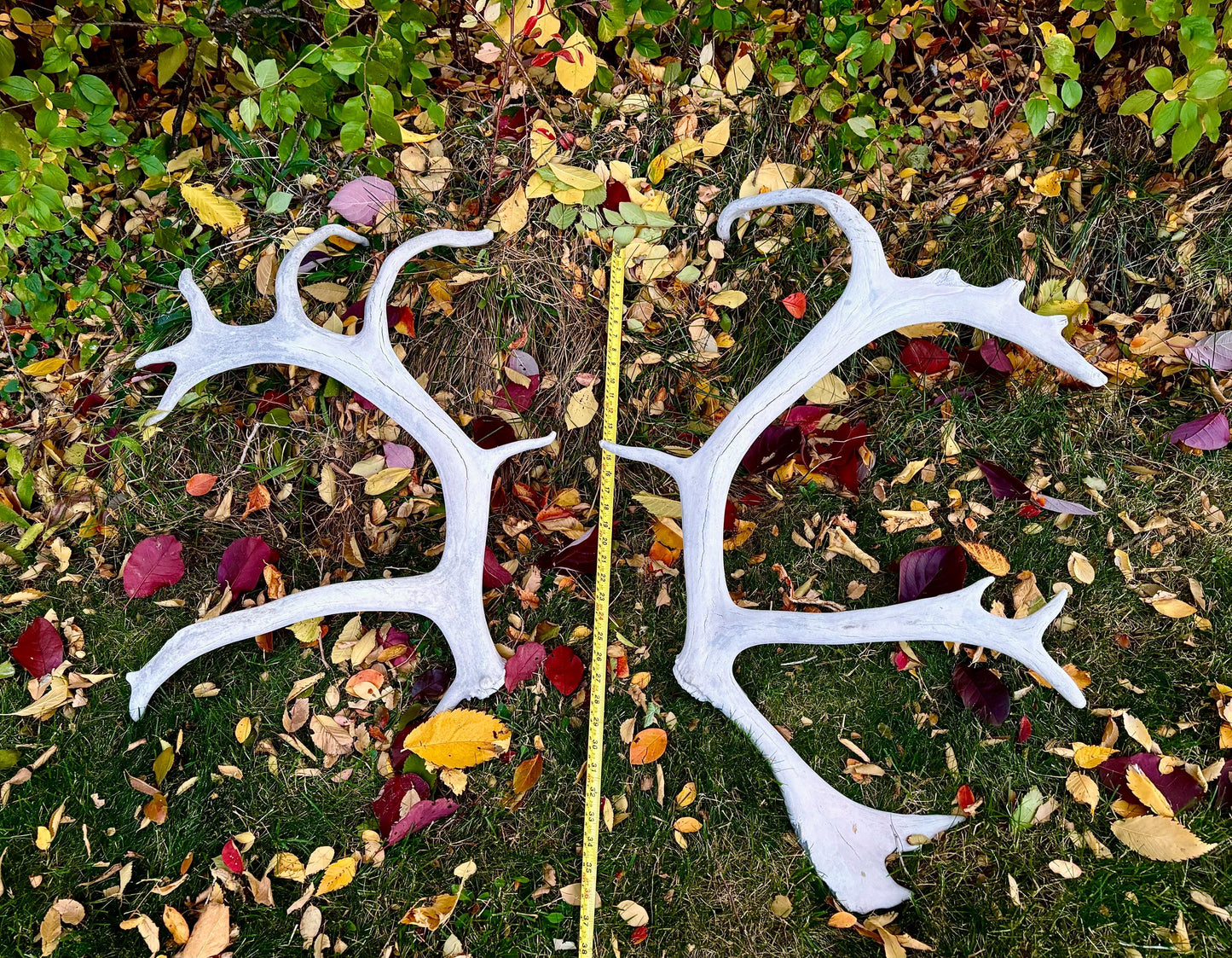 Huge Bull Caribou Antlers! Matched Set of Heavily Weathered Antlers. For decor, crafting and more!