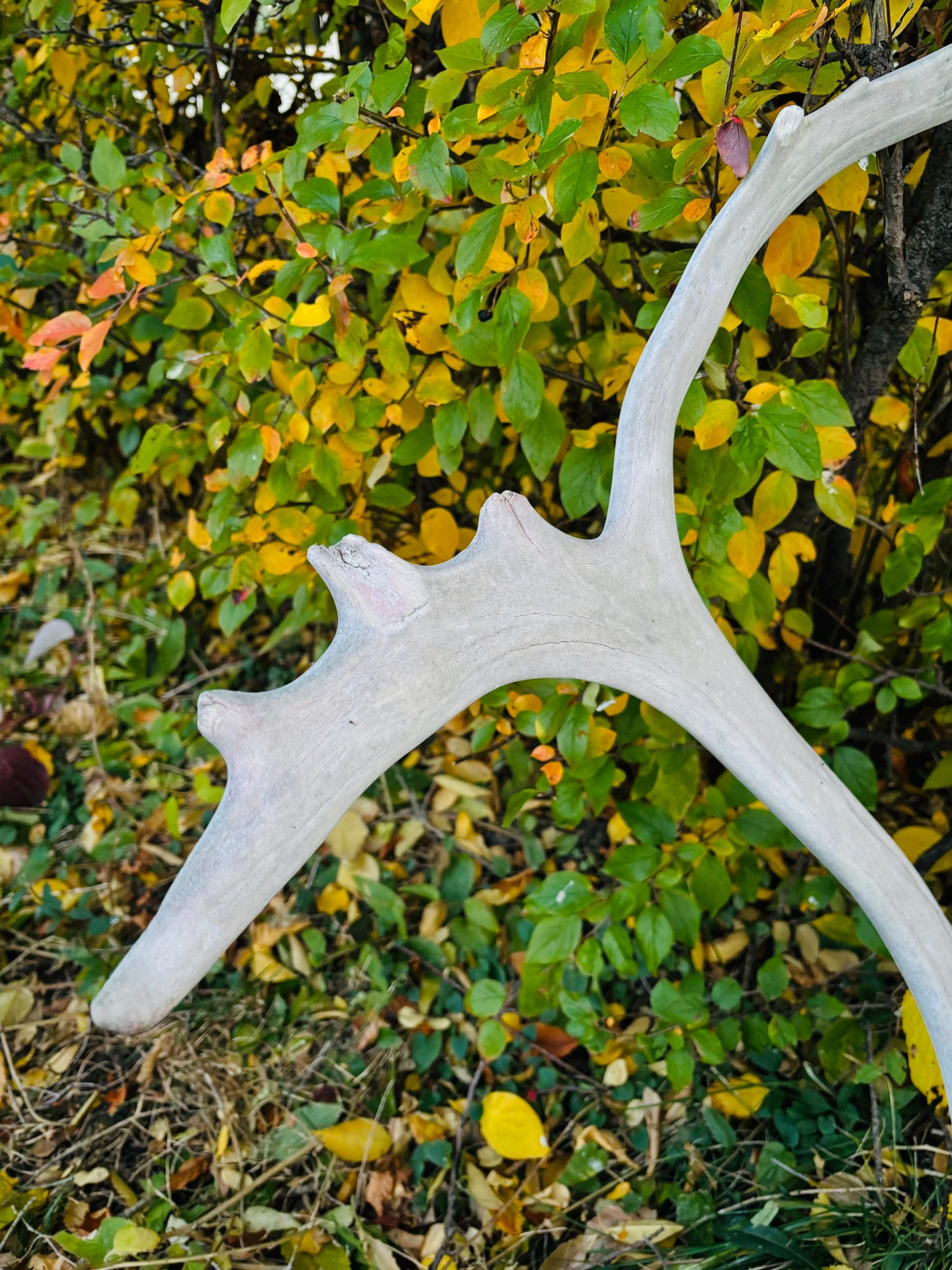 Huge Bull Caribou Antlers! Matched Set of Heavily Weathered Antlers. For decor, crafting and more!