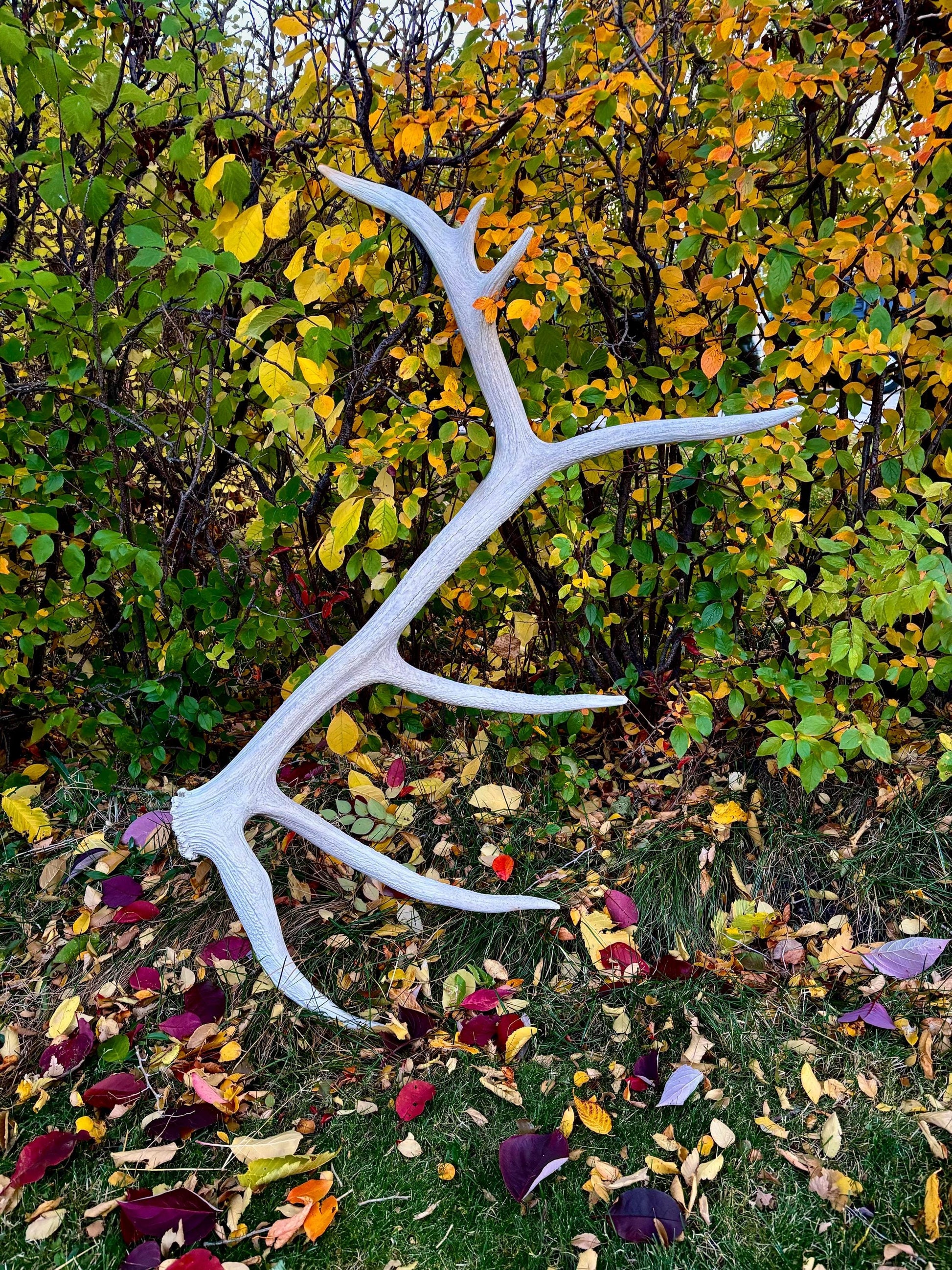 Elk Antler - Huge Natural Shed Antler from a Giant Canadian Bull Elk. For Crafting, Decor and More