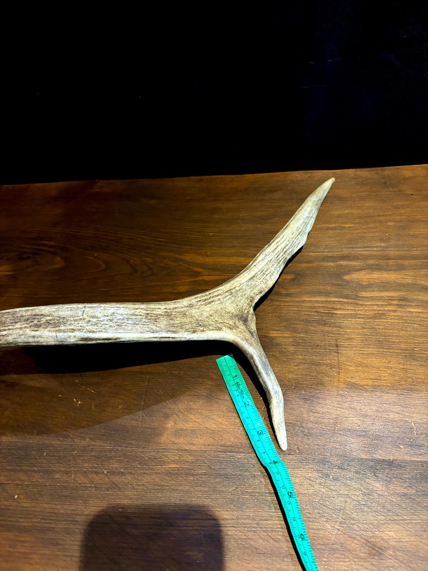 Small Elk Forked Antler. For Crafting, Decor and More!