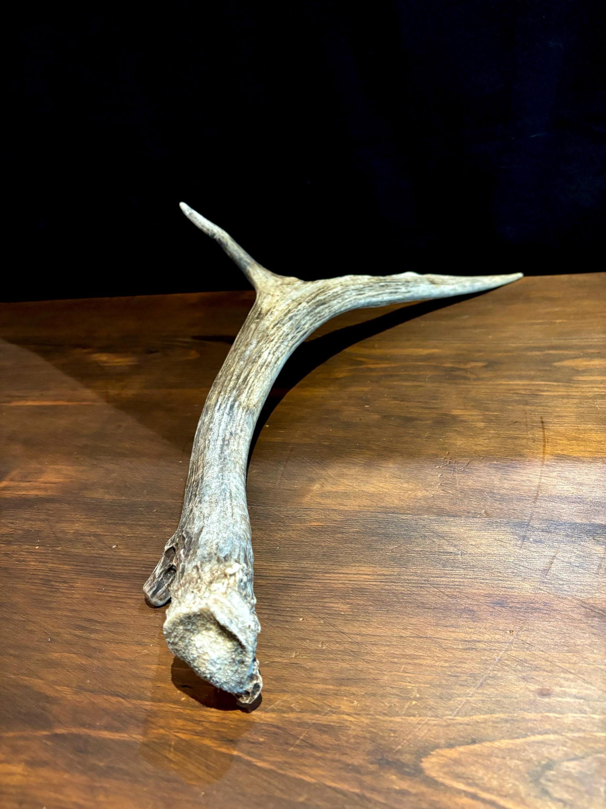 Small Elk Forked Antler. For Crafting, Decor and More!