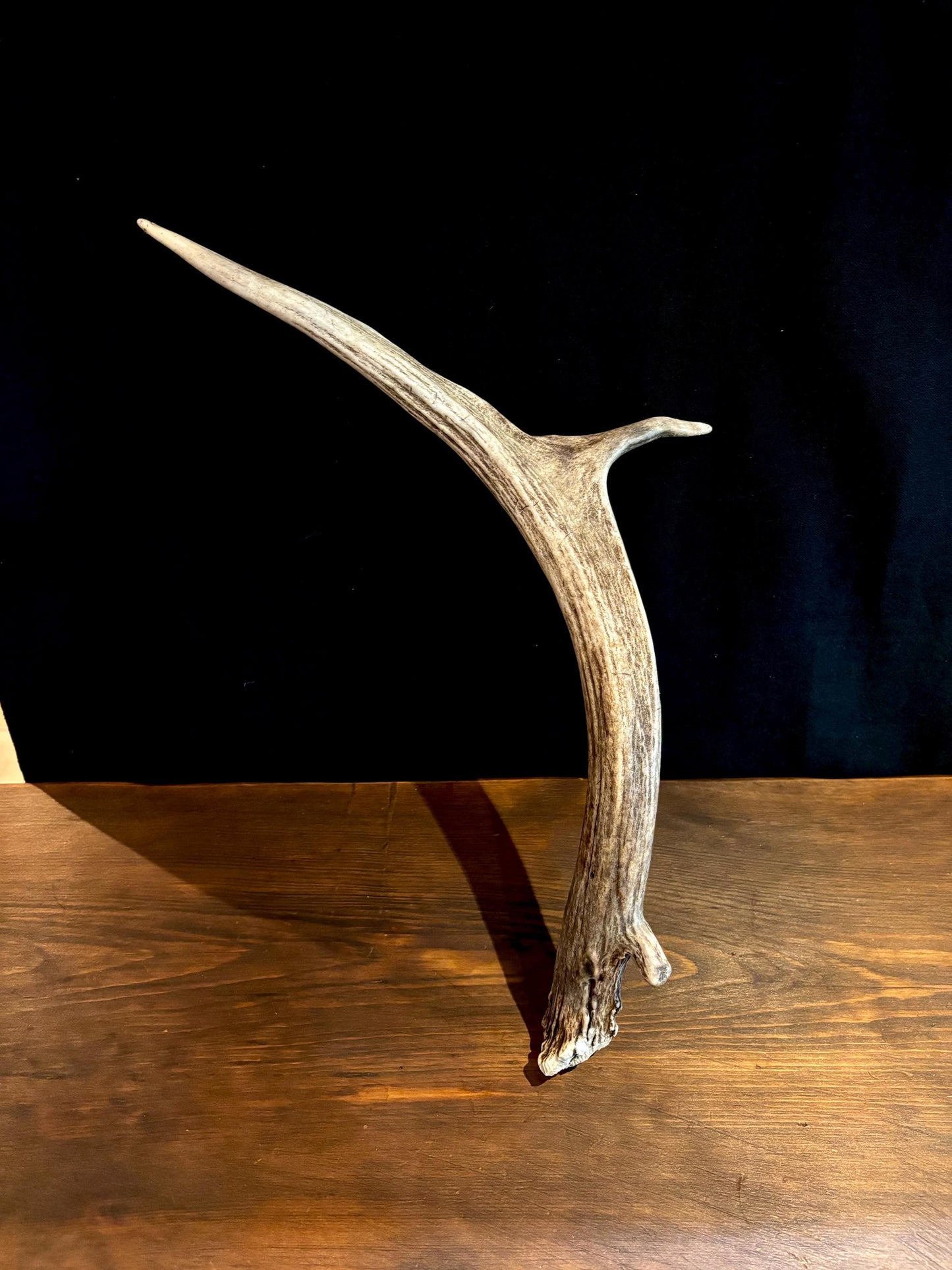 Small Elk Forked Antler. For Crafting, Decor and More!