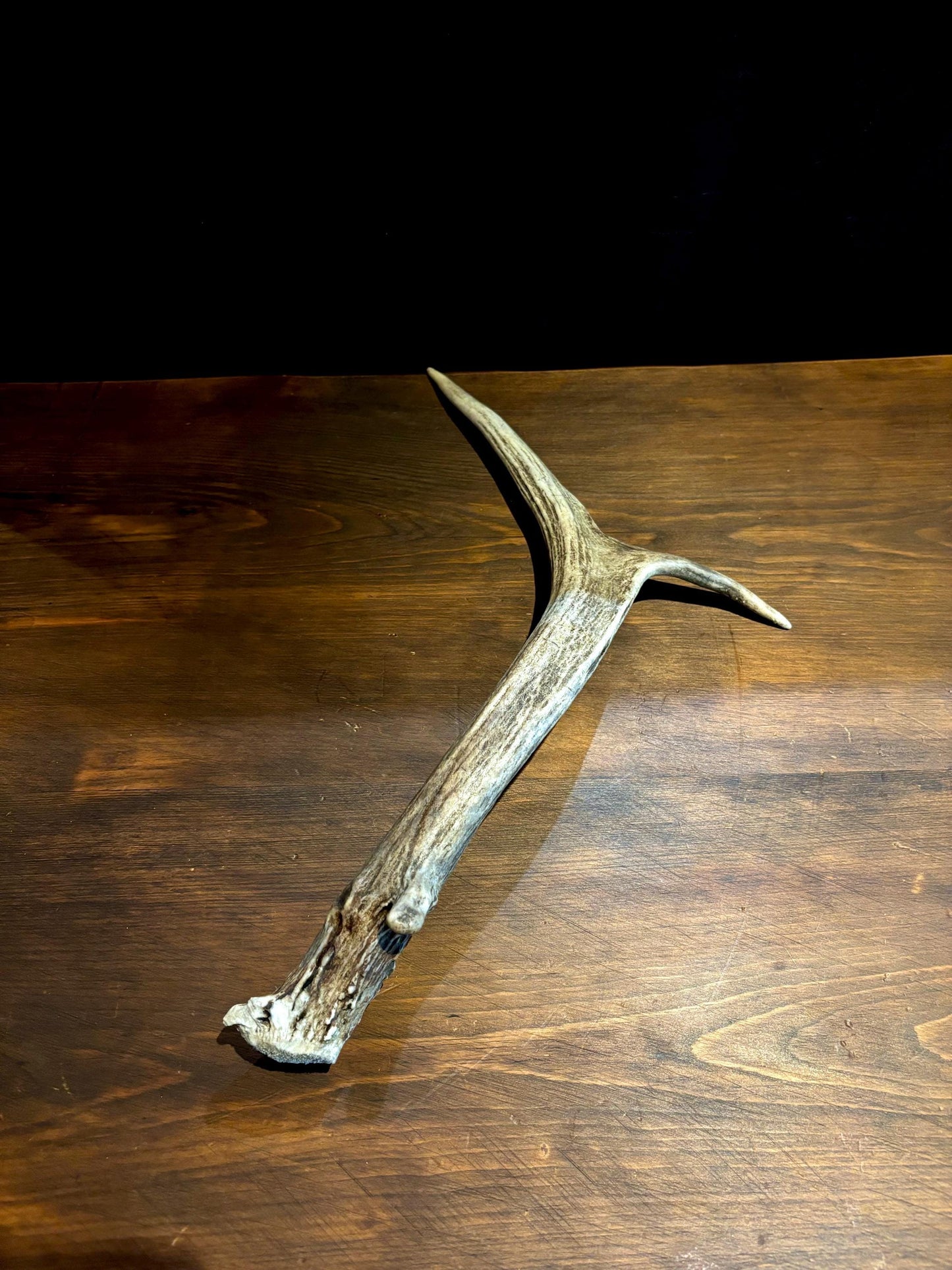 Small Elk Forked Antler. For Crafting, Decor and More!