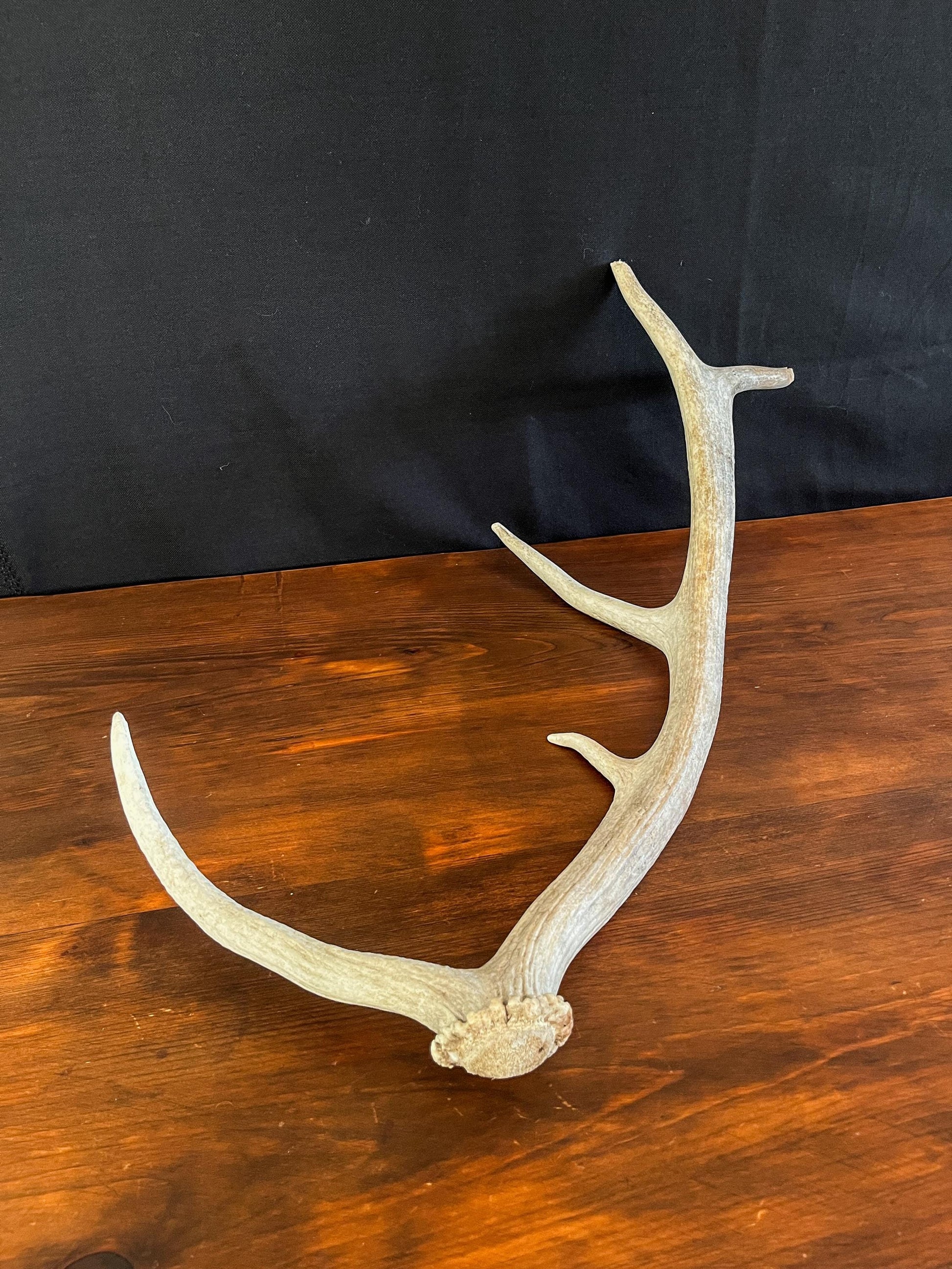 Wild Canadian Elk Shed. Antler Decor Piece, Crafting Item. Terrarium. Antler.