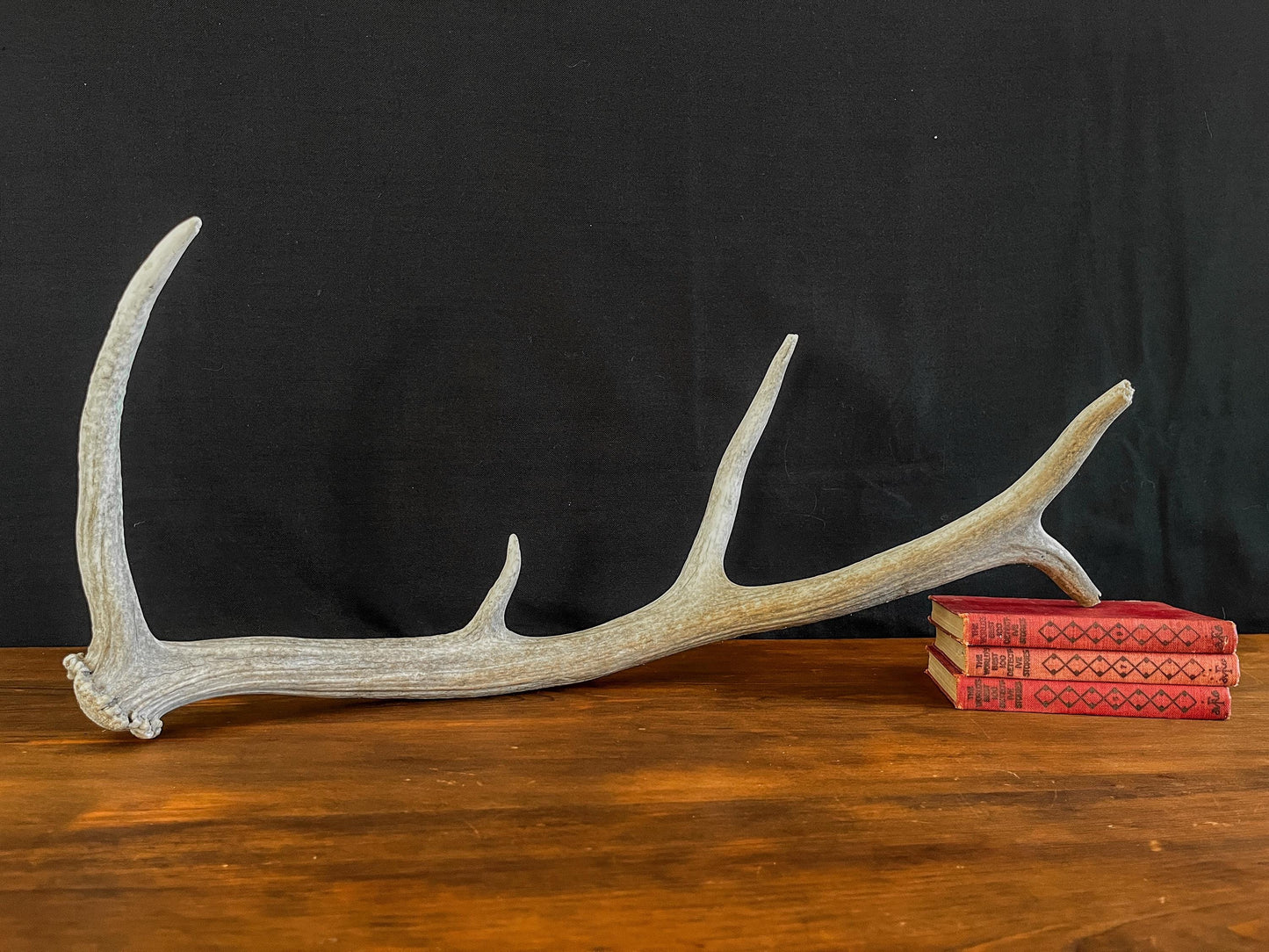 Wild Canadian Elk Shed. Antler Decor Piece, Crafting Item. Terrarium. Antler.