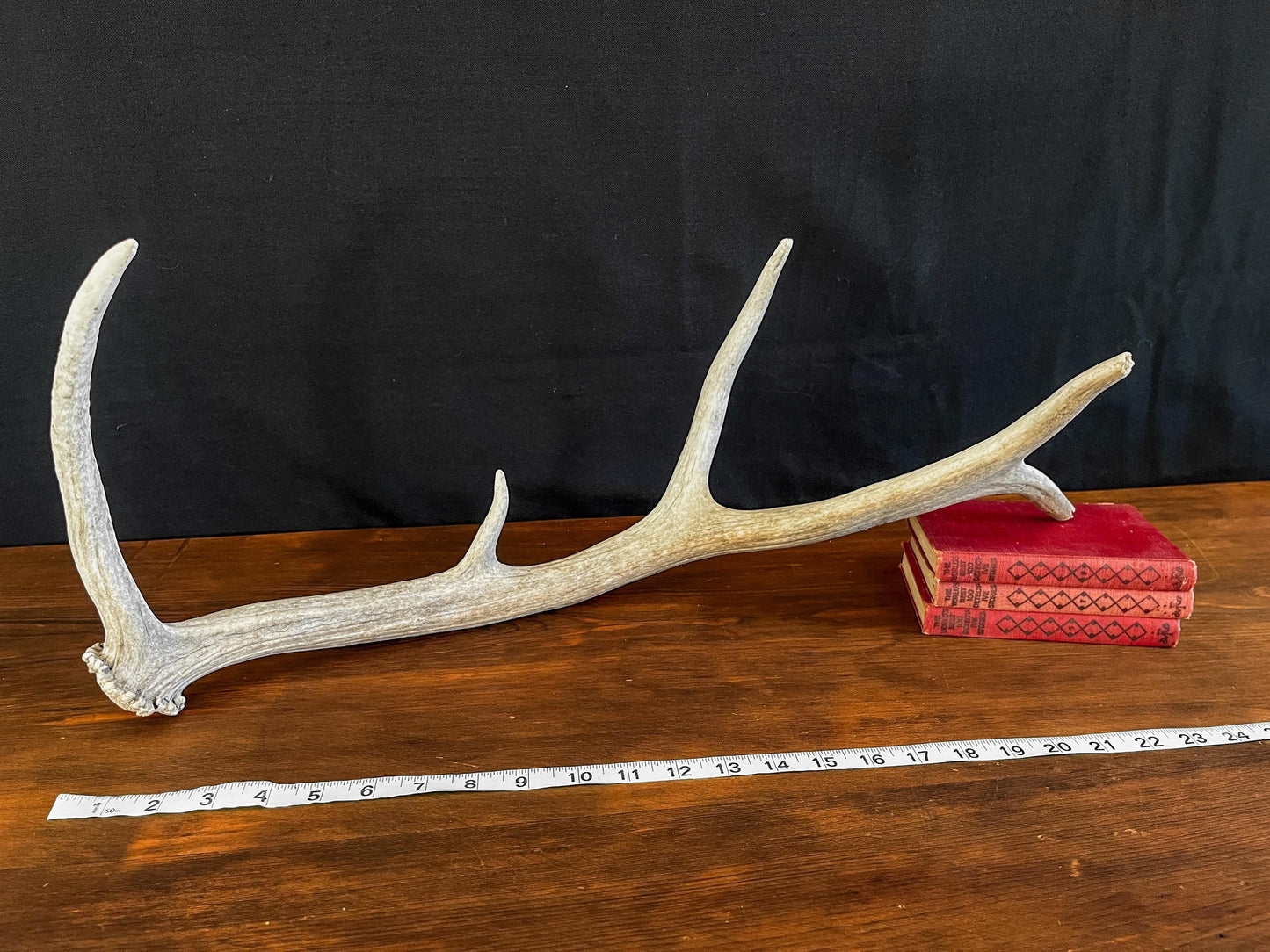 Wild Canadian Elk Shed. Antler Decor Piece, Crafting Item. Terrarium. Antler.