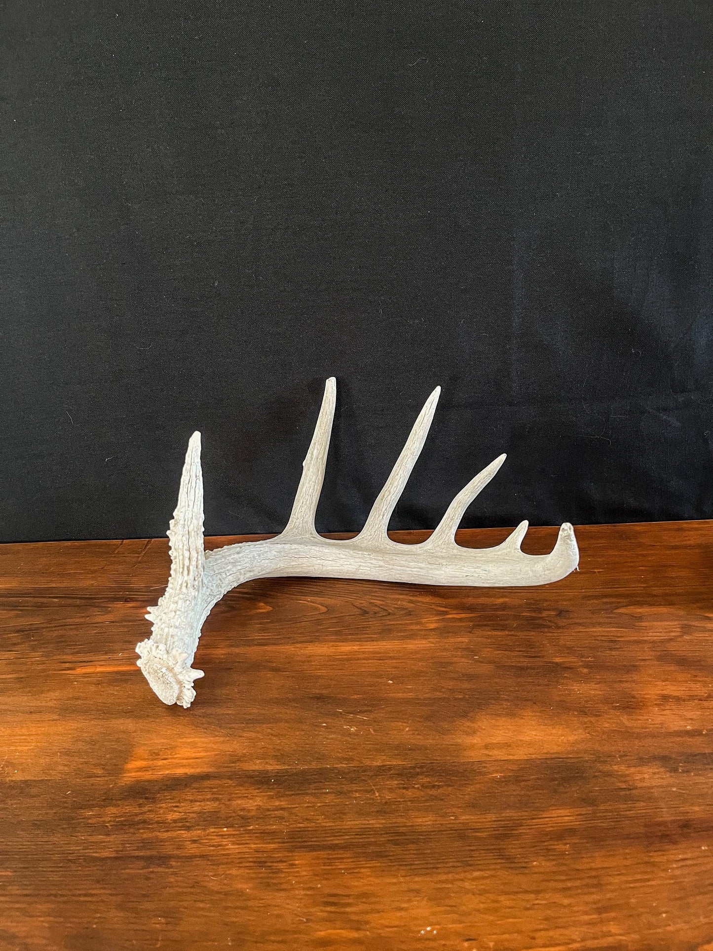 White-tailed Deer Antler - Wild Canadian antler for decor, design, crafting and more!