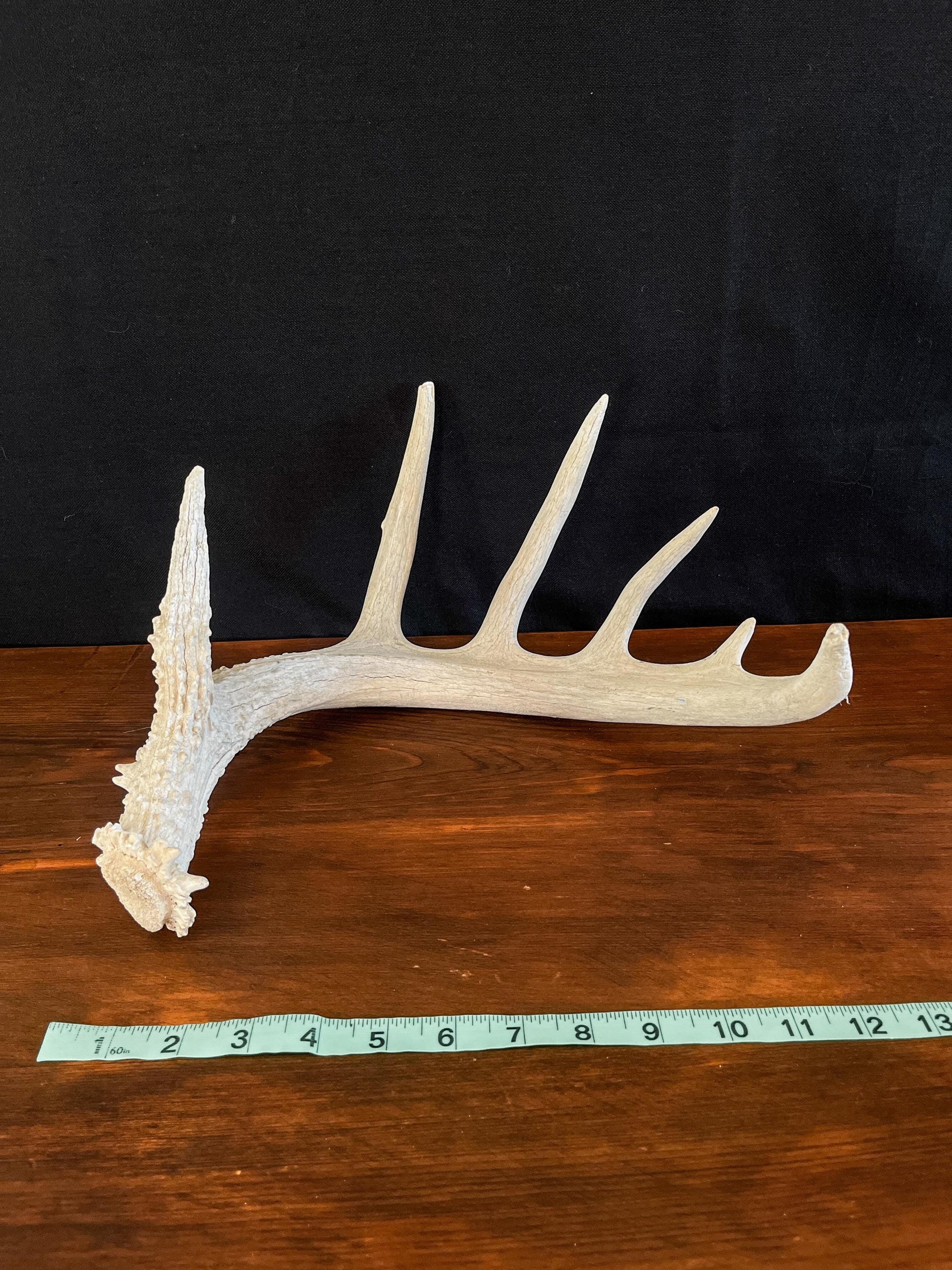 White-tailed Deer Antler - Wild Canadian antler for decor, design, crafting and more!