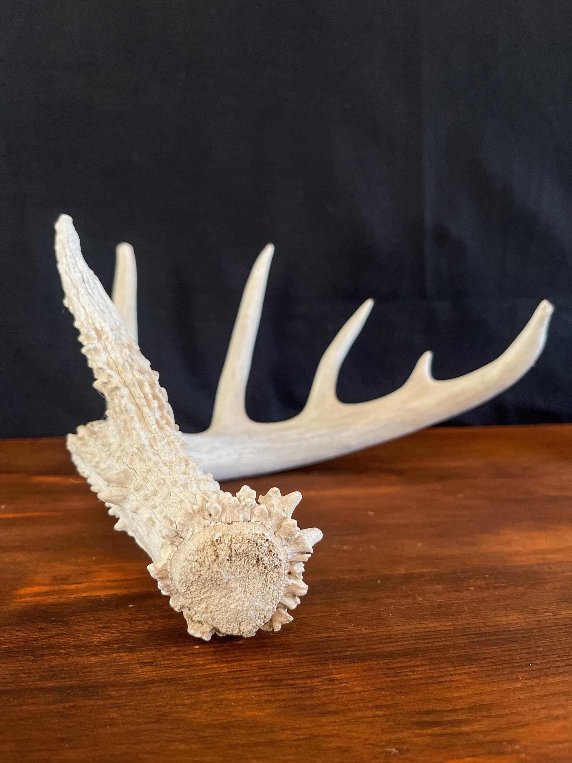 White-tailed Deer Antler - Wild Canadian antler for decor, design, crafting and more!