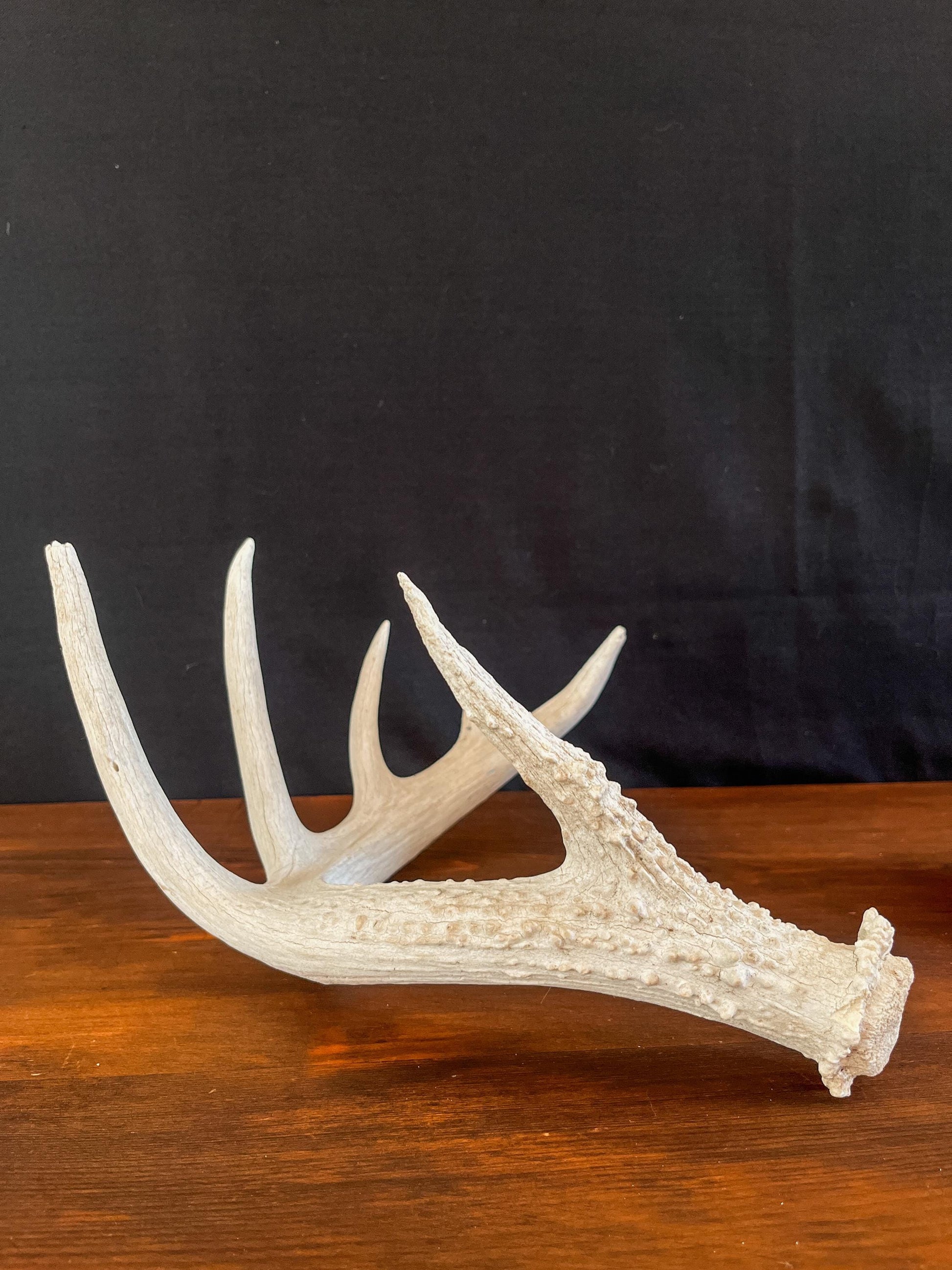 White-tailed Deer Antler - Wild Canadian antler for decor, design, crafting and more!