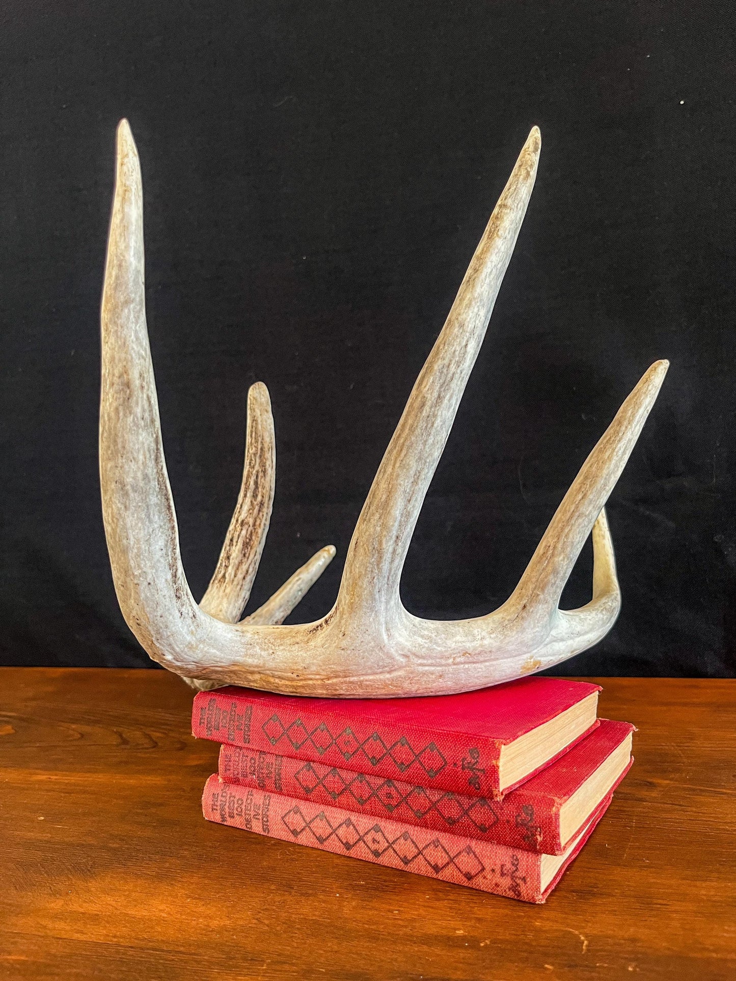 Deer Antler - White-tailed deer Antler. Large wild deer antler for decor, design, crafting and more