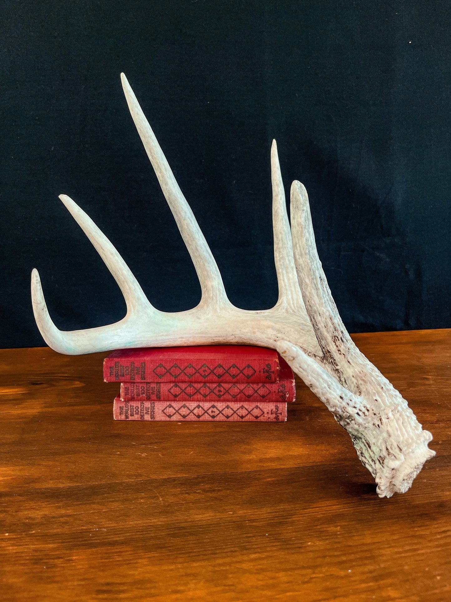 Deer Antler - White-tailed deer Antler. Large wild deer antler for decor, design, crafting and more