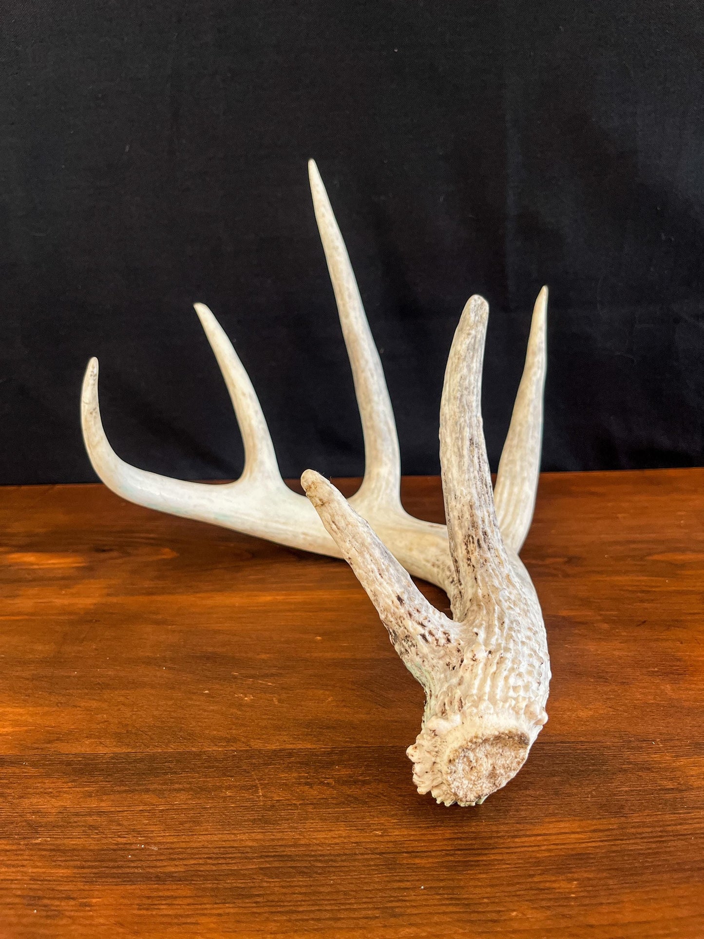 Deer Antler - White-tailed deer Antler. Large wild deer antler for decor, design, crafting and more