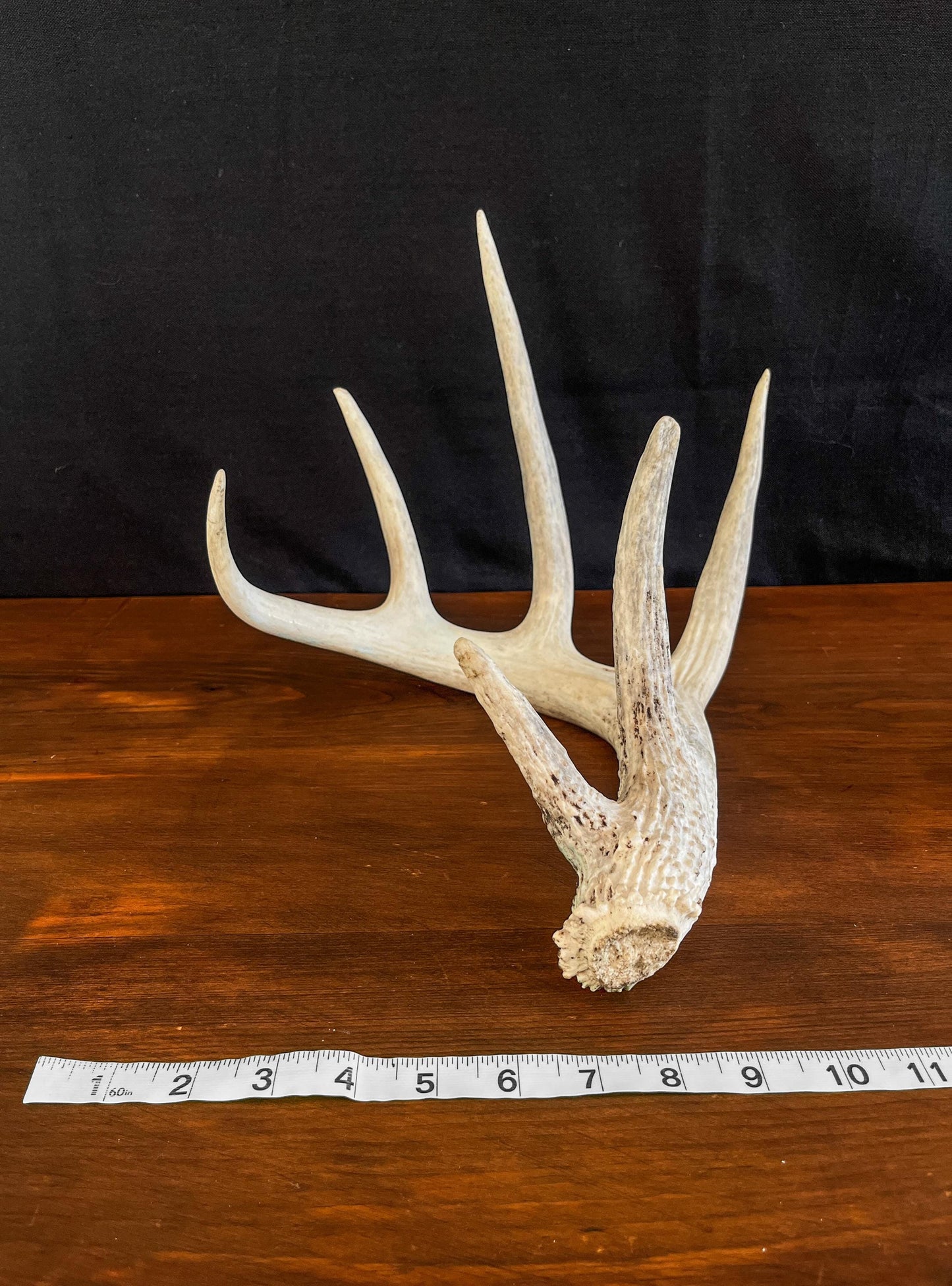 Deer Antler - White-tailed deer Antler. Large wild deer antler for decor, design, crafting and more