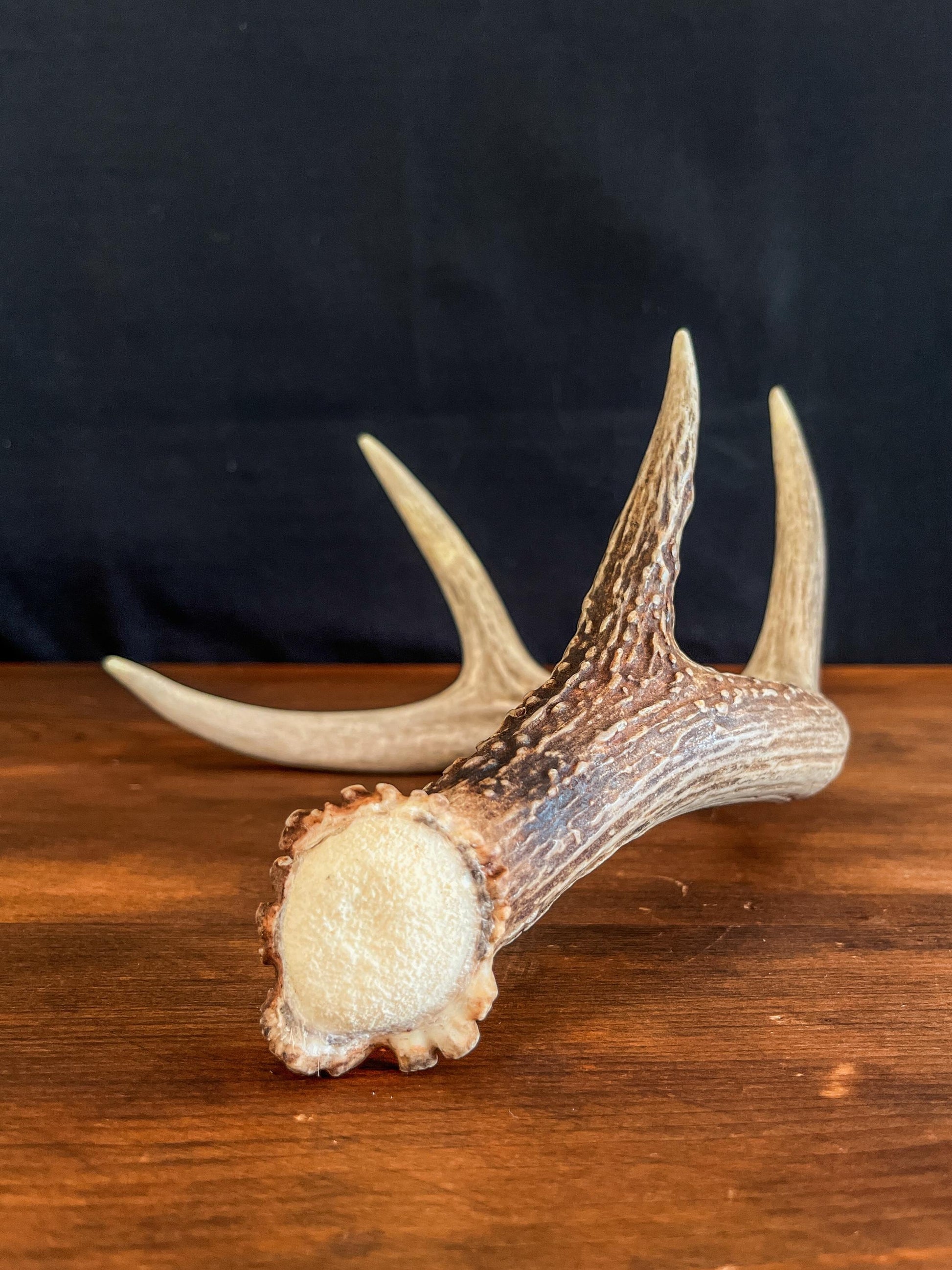 White-tailed Deer Antler. Decor, design, crafting and more!