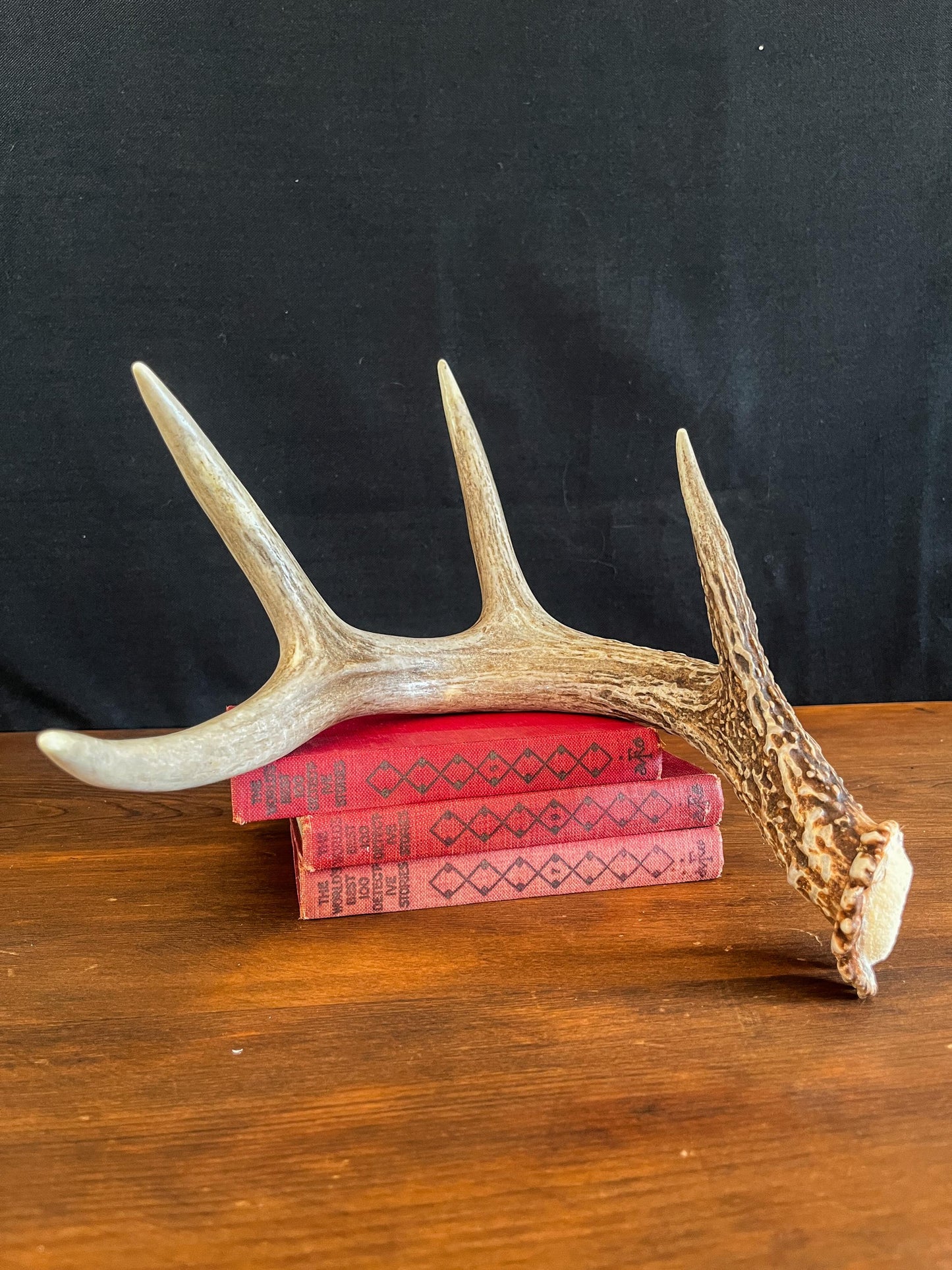 White-tailed Deer Antler. Decor, design, crafting and more!