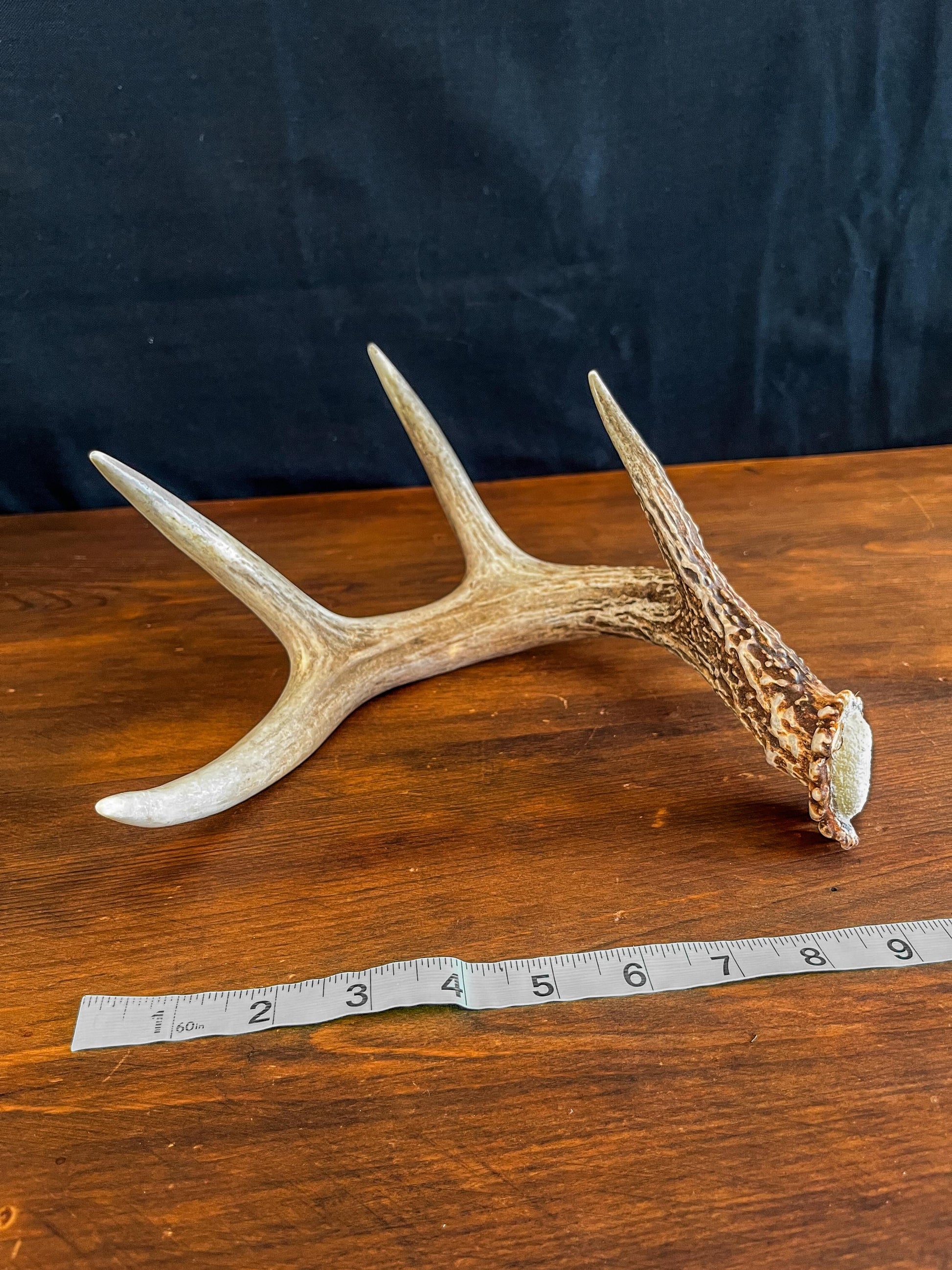 White-tailed Deer Antler. Decor, design, crafting and more!