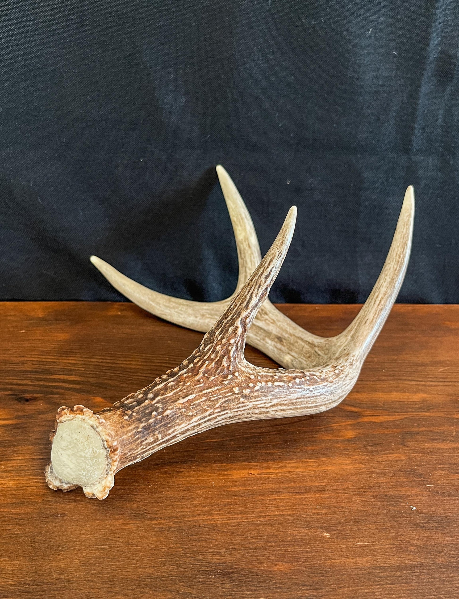 White-tailed Deer Antler. Decor, design, crafting and more!