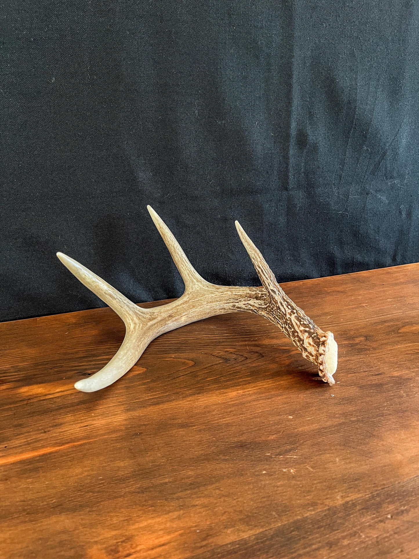 White-tailed Deer Antler. Decor, design, crafting and more!