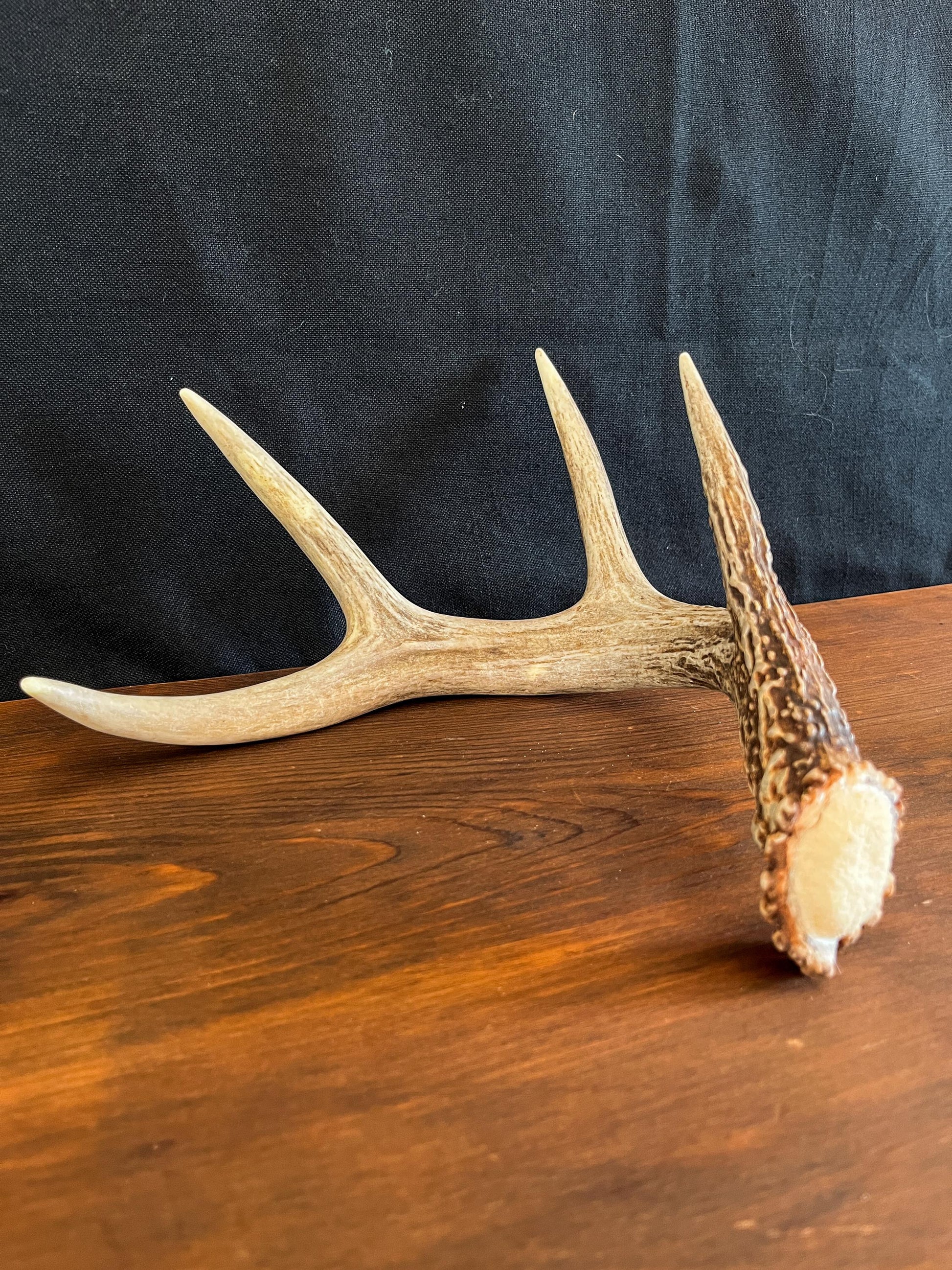 White-tailed Deer Antler. Decor, design, crafting and more!