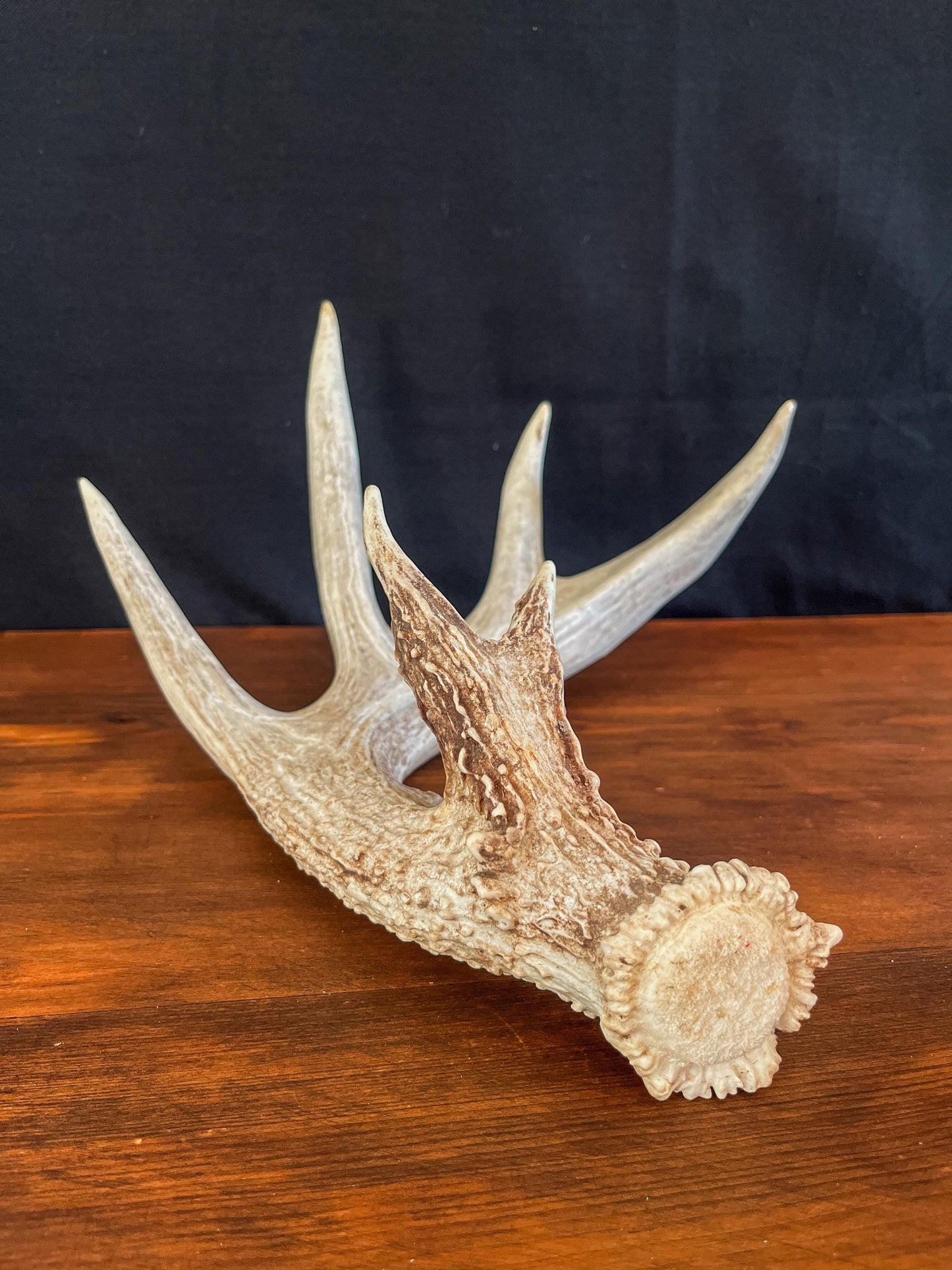 Single White-tailed Deer Antler - Canadian Whitetailed deer Antler. Decor, design, crafting and more!