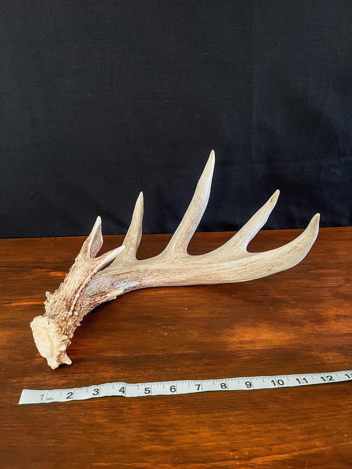 Single White-tailed Deer Antler - Canadian Whitetailed deer Antler. Decor, design, crafting and more!