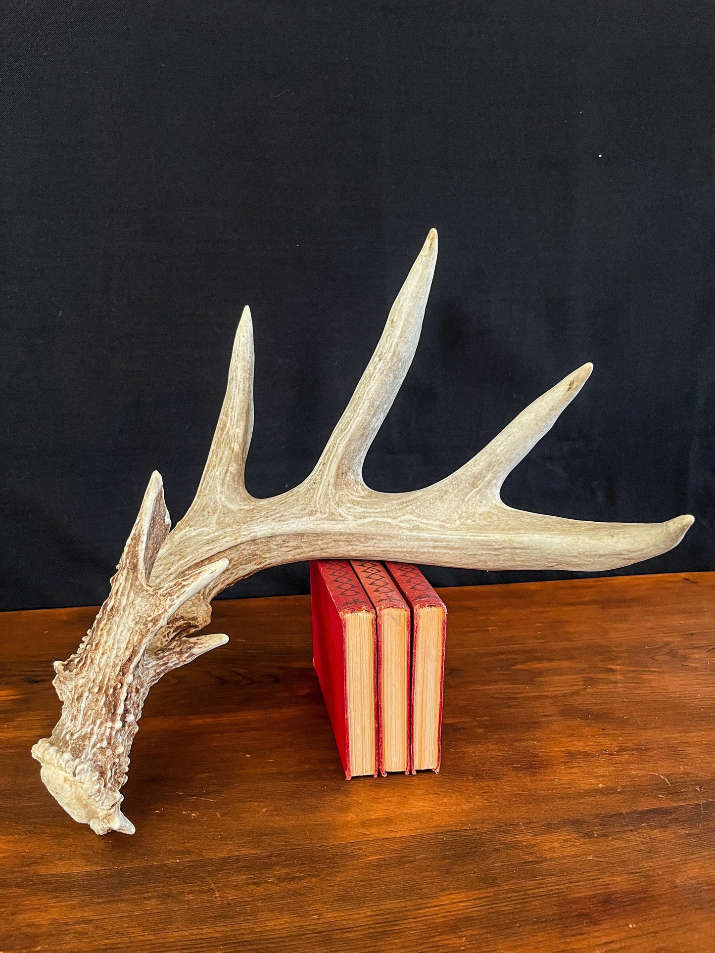 Single White-tailed Deer Antler - Canadian Whitetailed deer Antler. Decor, design, crafting and more!