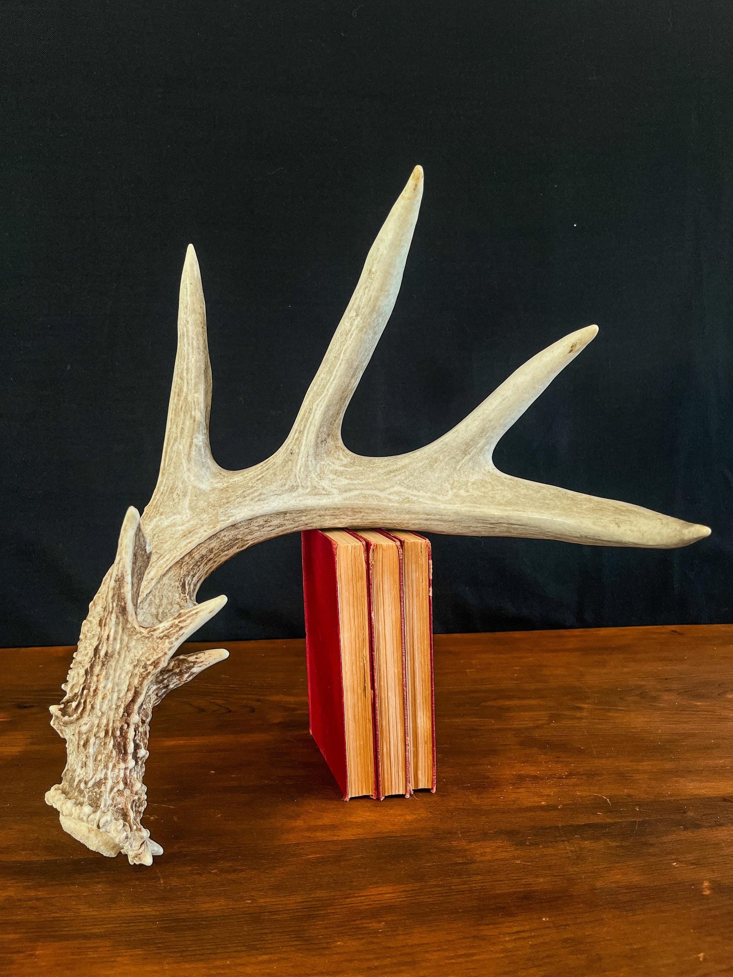 Single White-tailed Deer Antler - Canadian Whitetailed deer Antler. Decor, design, crafting and more!