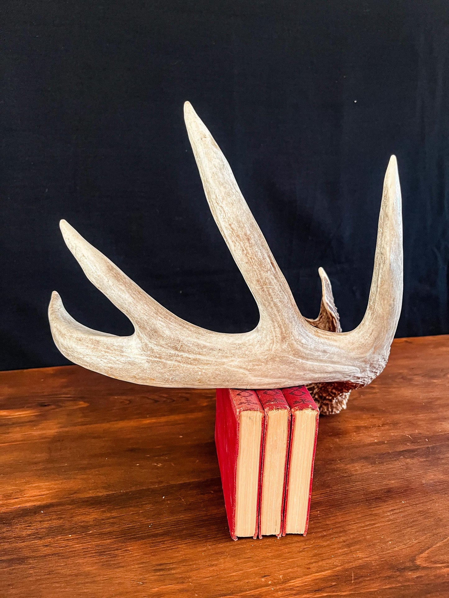 Single White-tailed Deer Antler - Canadian Whitetailed deer Antler. Decor, design, crafting and more!