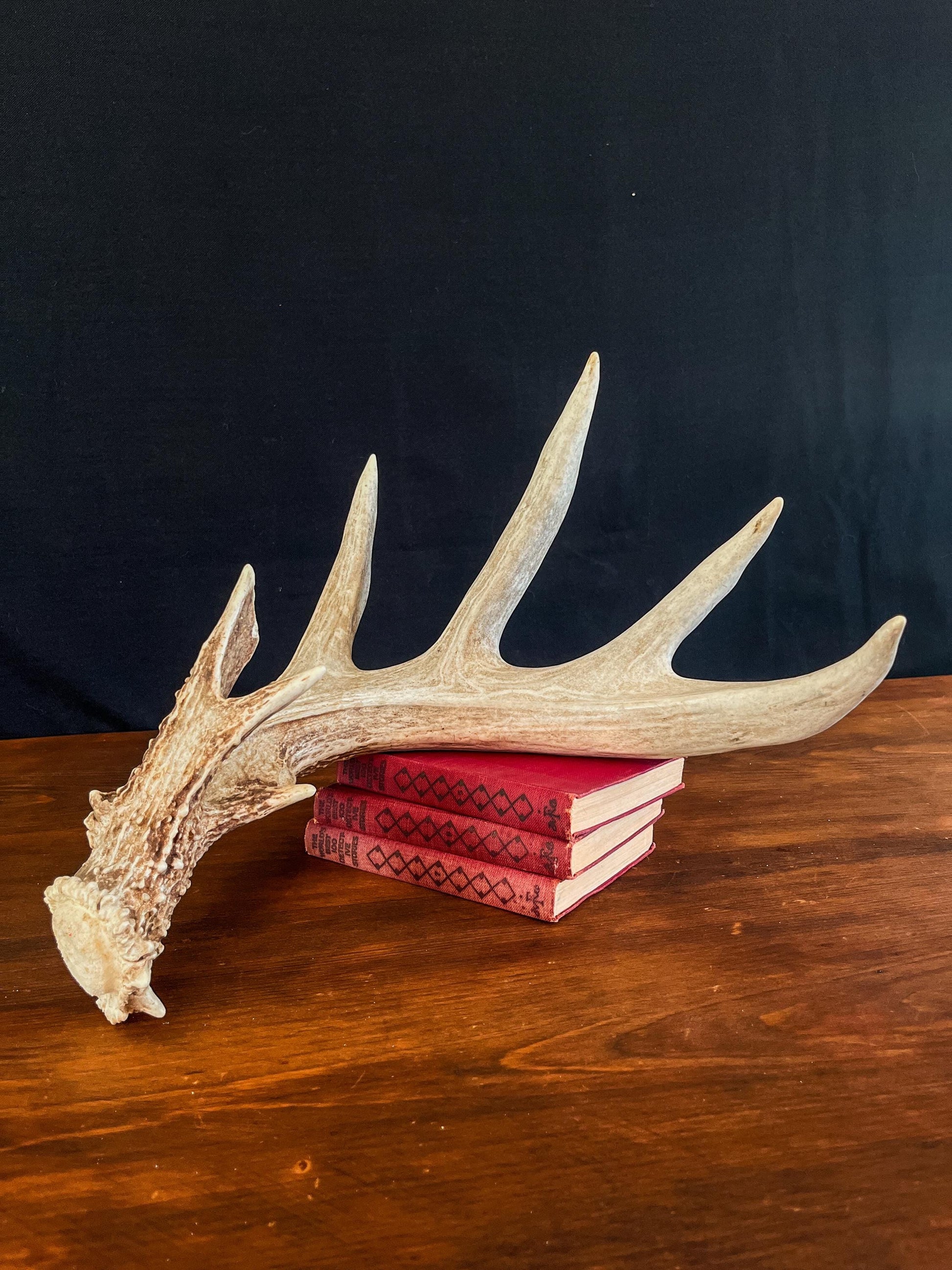 Single White-tailed Deer Antler - Canadian Whitetailed deer Antler. Decor, design, crafting and more!