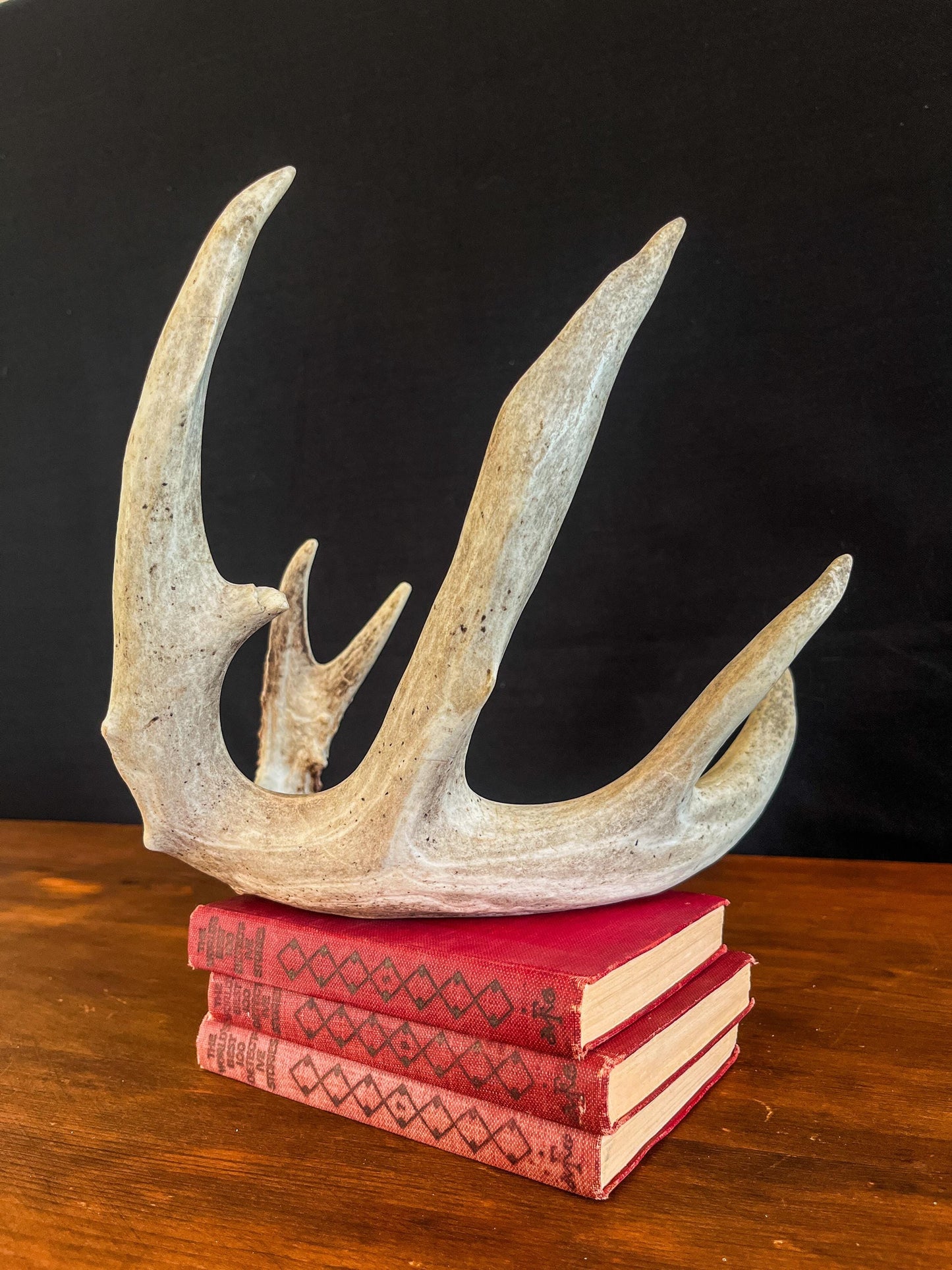 White-tailed Deer Antler - Wild Whitetailed deer Antler. Decor, design, crafting and more!