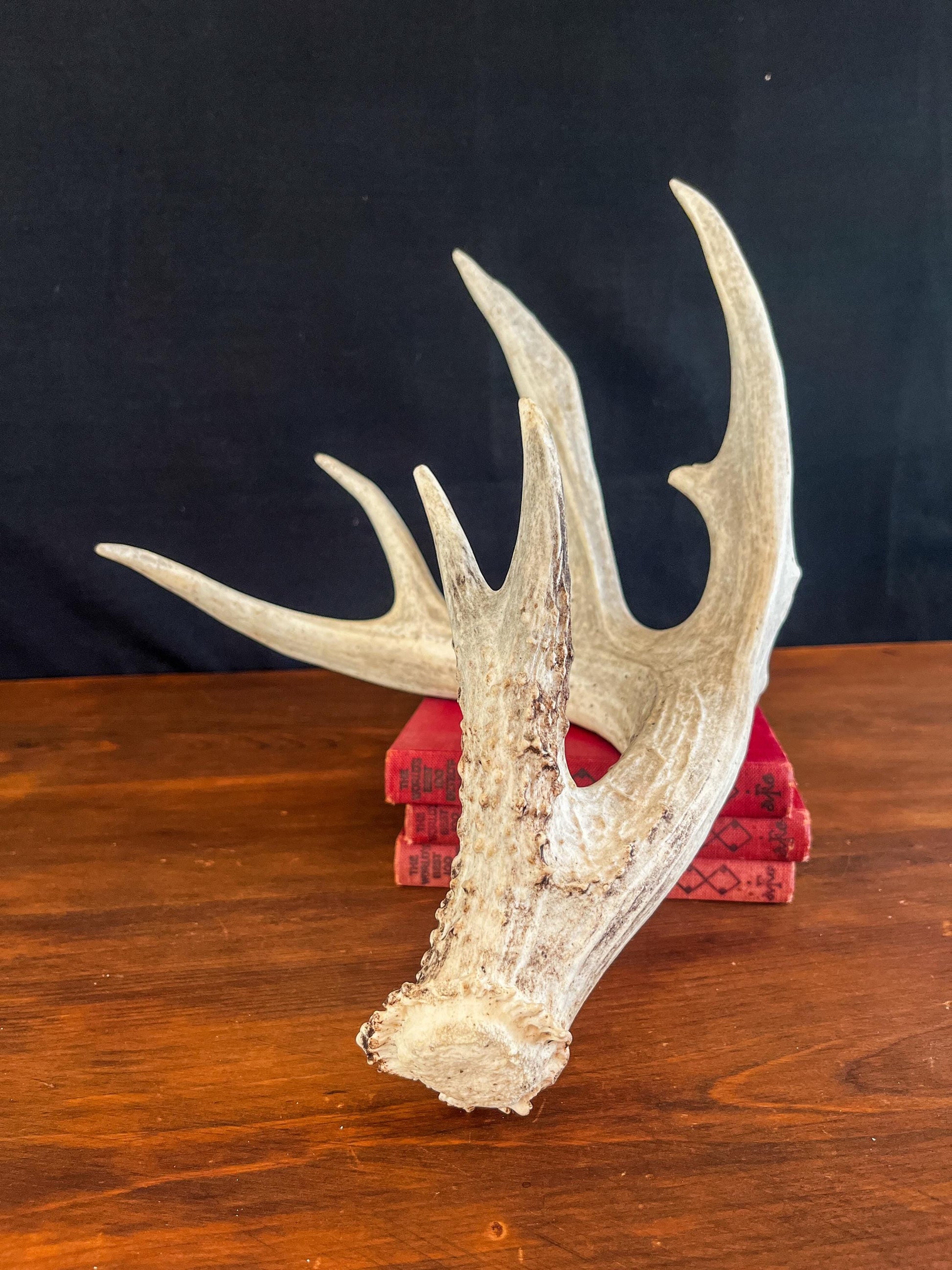 White-tailed Deer Antler - Wild Whitetailed deer Antler. Decor, design, crafting and more!