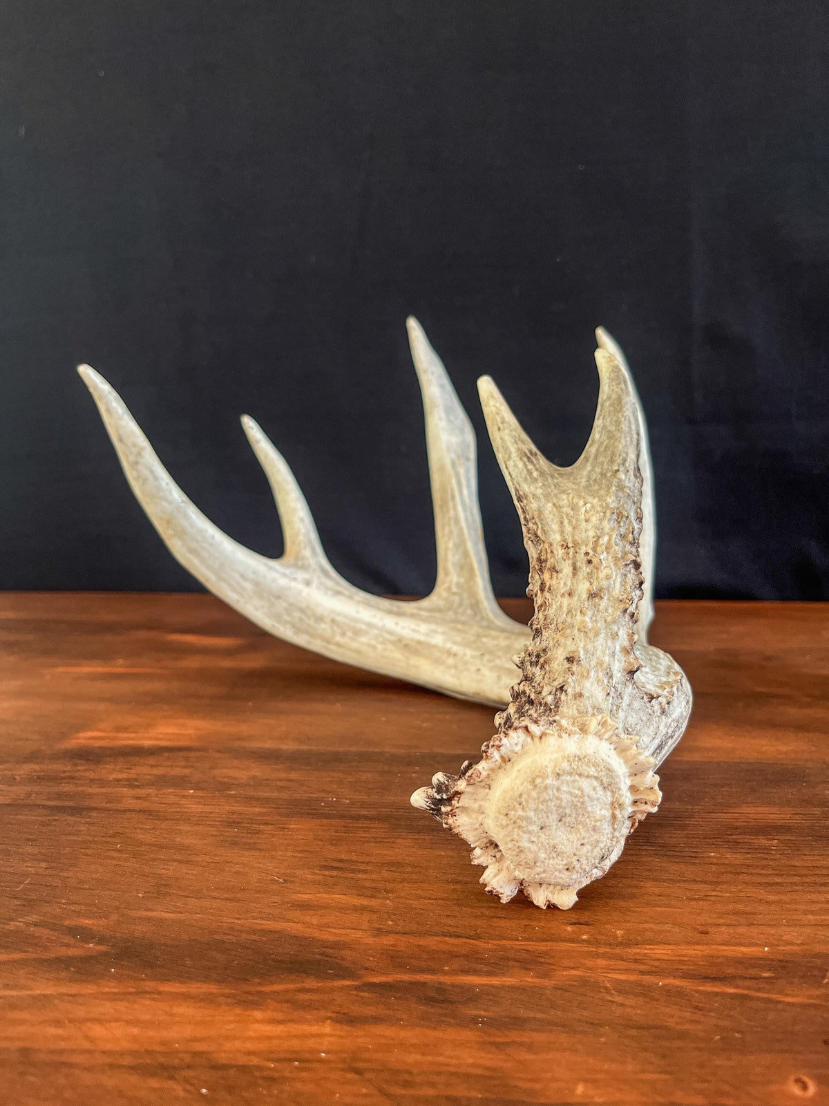 White-tailed Deer Antler. Ideal for Decor, Design, Crafting and More!
