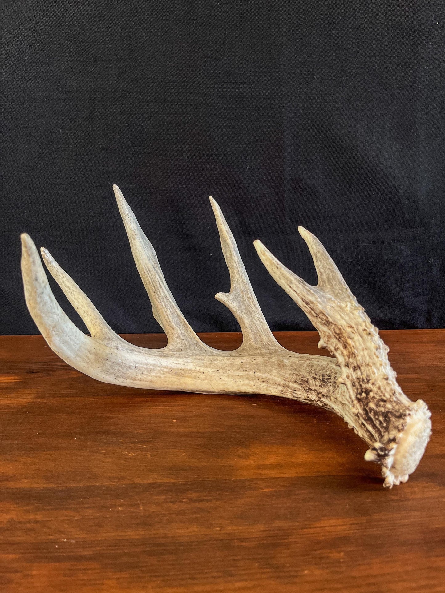 White-tailed Deer Antler - Wild Whitetailed deer Antler. Decor, design, crafting and more!