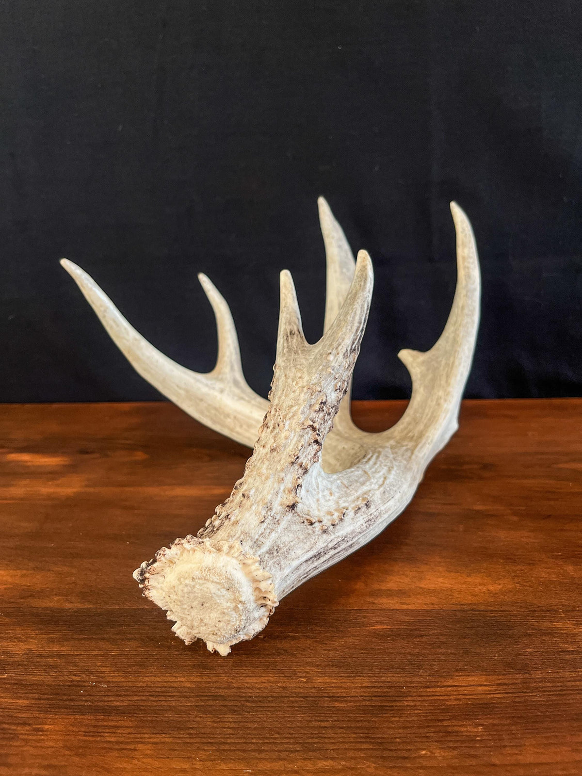 White-tailed Deer Antler. Ideal for Decor, Design, Crafting and More!