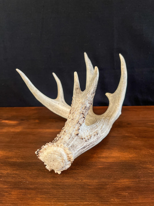 White-tailed Deer Antler. Ideal for Decor, Design, Crafting and More!