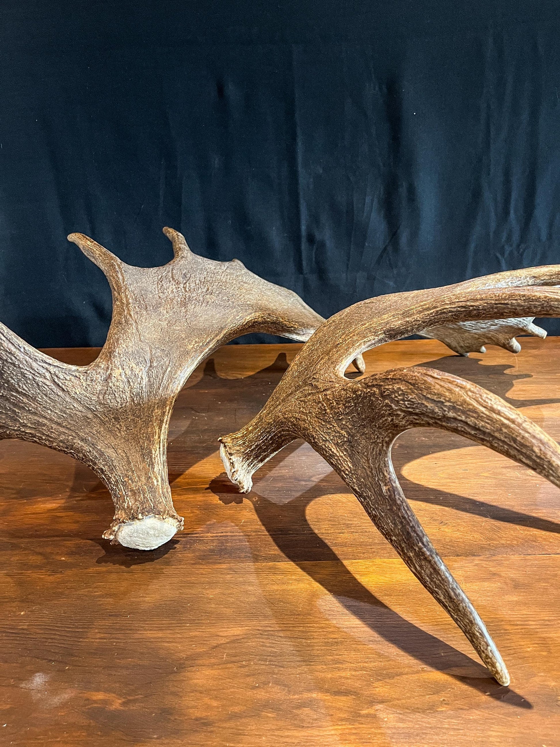 Large Moose Antlers. Perfect Condition Canada Moose Antler Pair. Crafting. Decor and more.