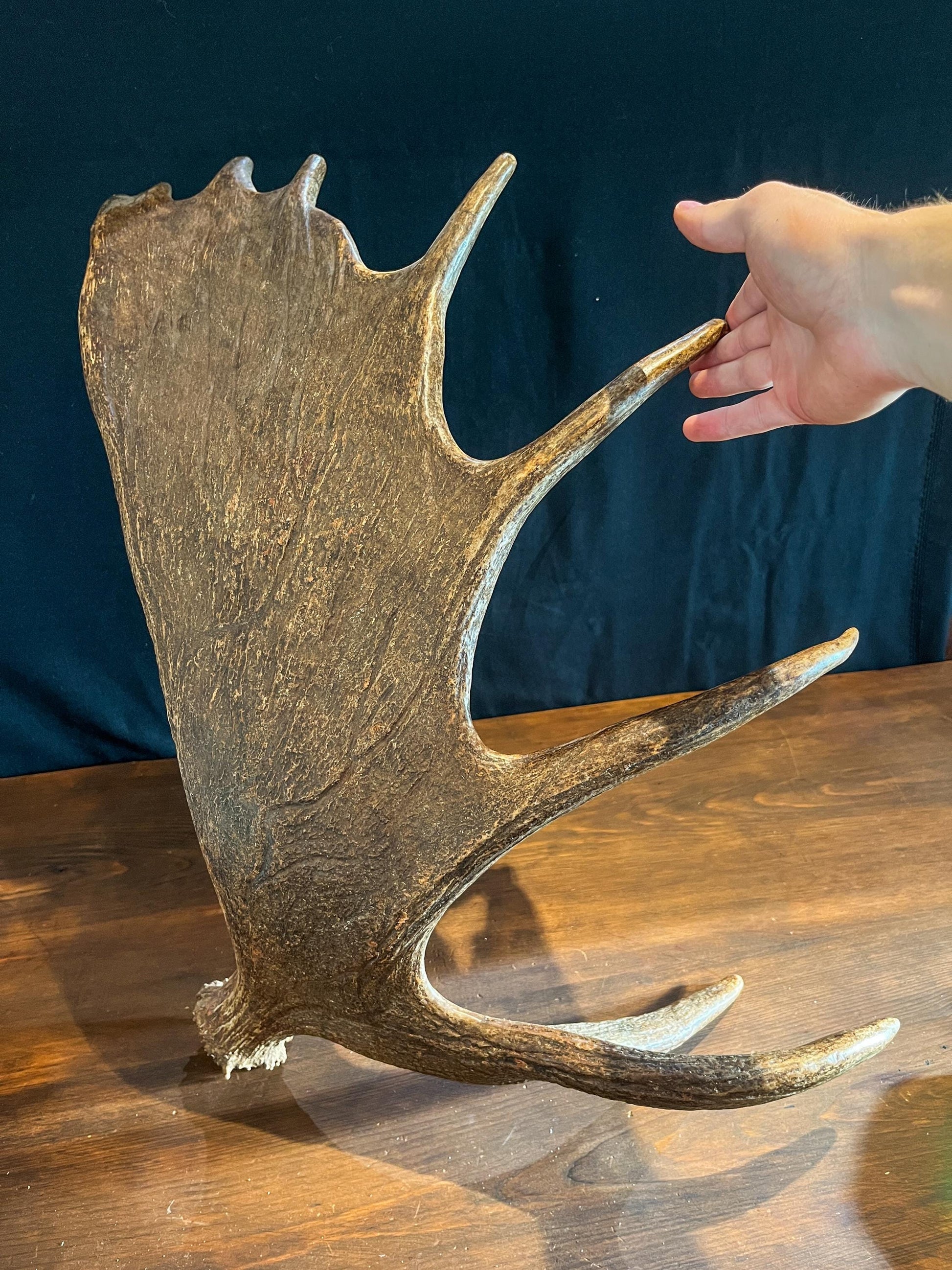 Large Moose Antlers. Perfect Condition Canada Moose Antler Pair. Crafting. Decor and more.