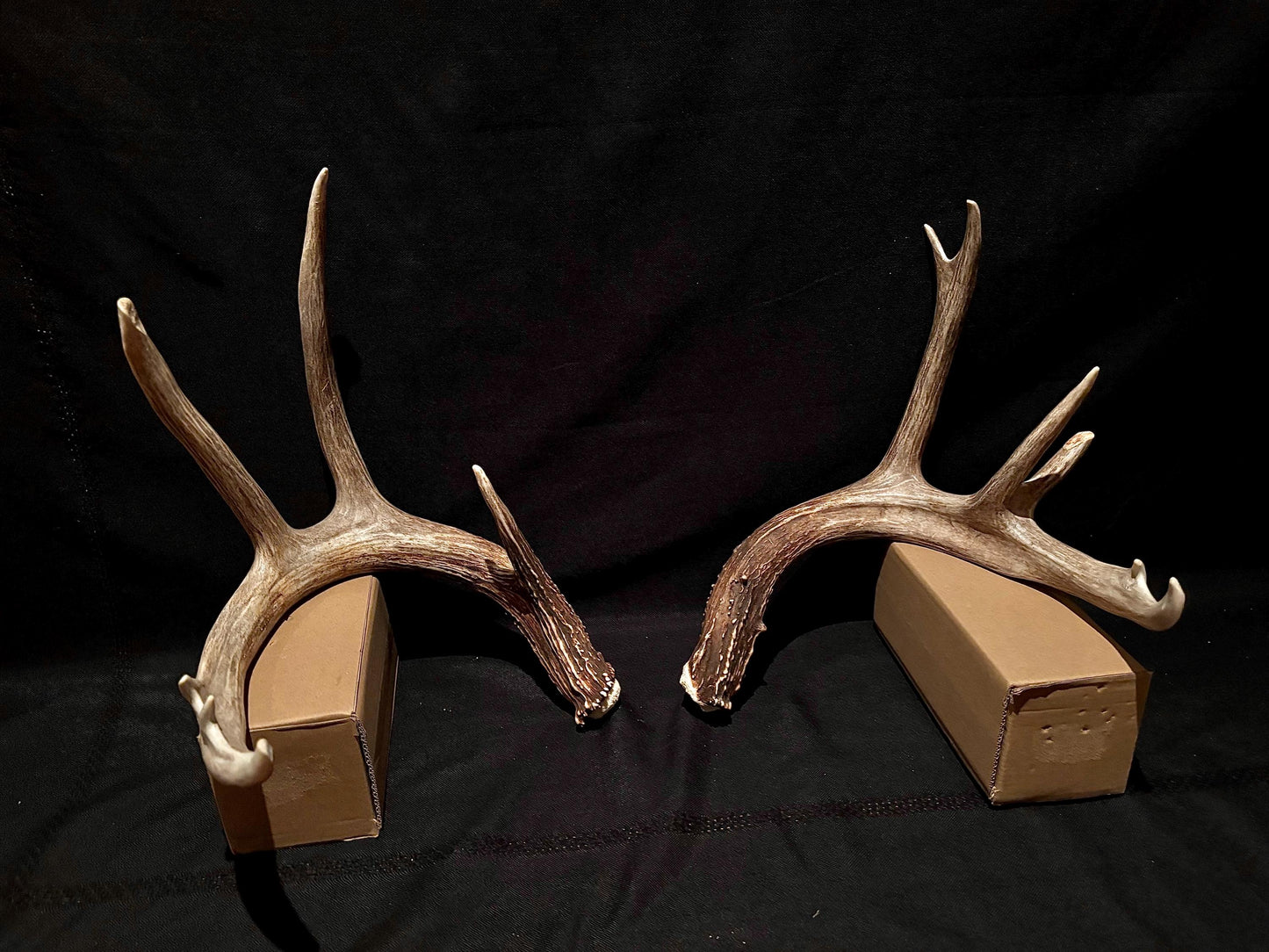 Deer Antlers - fresh White-tailed deer matching set. Canadian Buck. Crafting and Decor Antlers