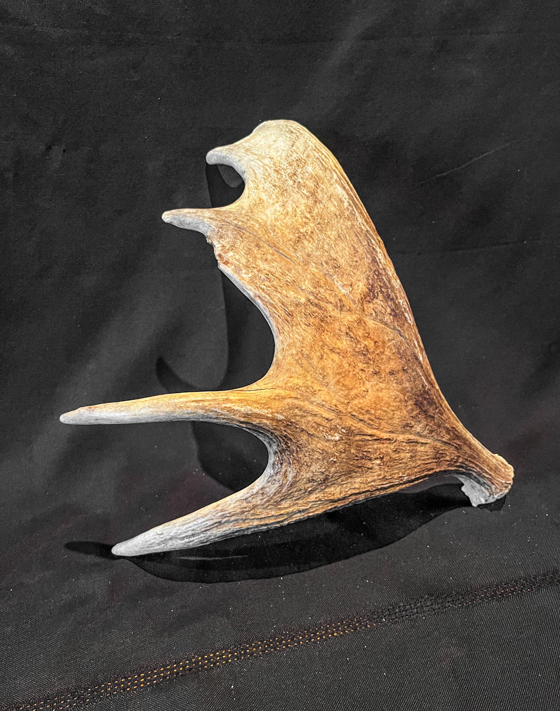 Wild Canadian Bull Moose Shed Antler. Interior Design and Decor Item.