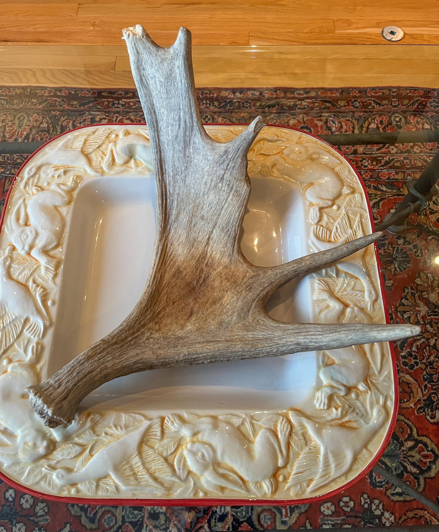 Wild Canadian Bull Moose Shed Antler. Interior Design and Decor Item.