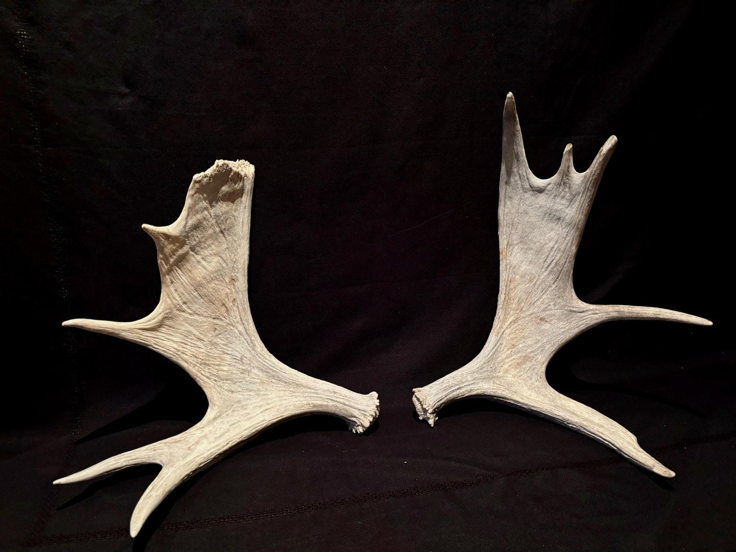 Moose Antler Pair. Medium Sized Canadian Moose Antlers - Crafting & Decor