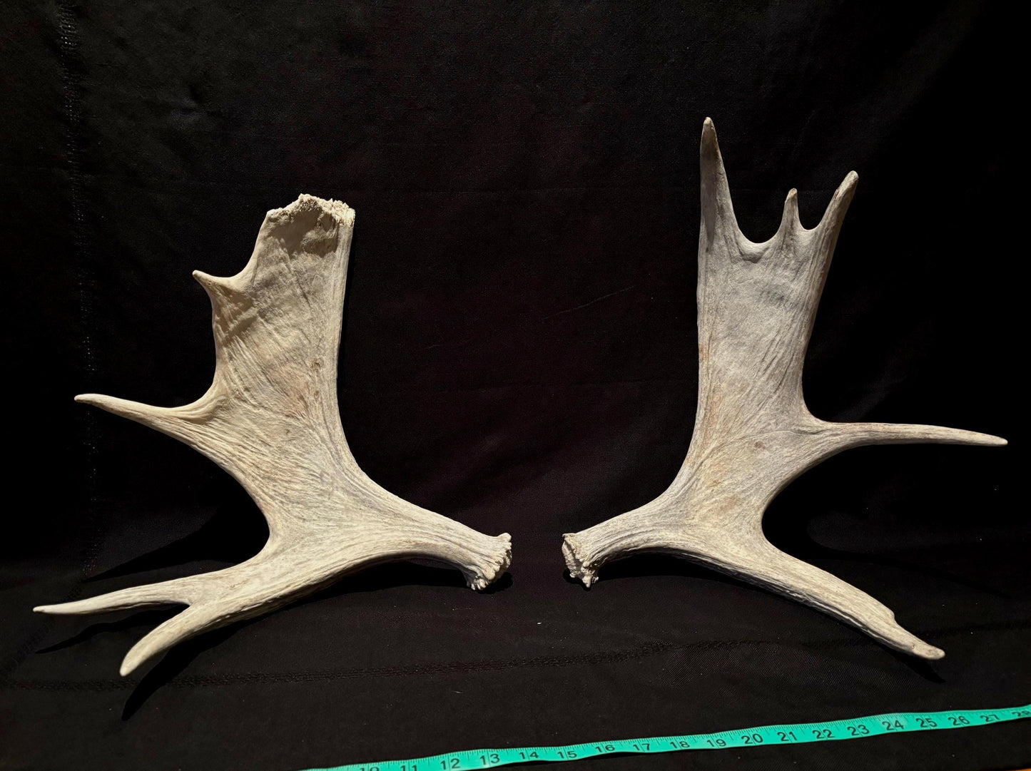 Moose Antler Pair. Medium Sized Canadian Moose Antlers - Crafting & Decor