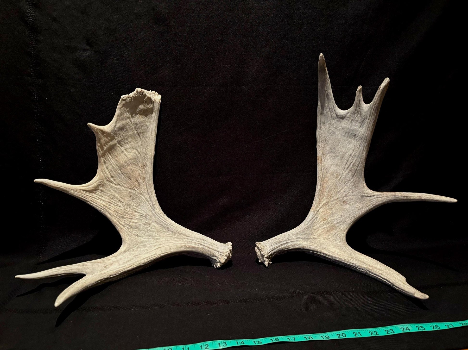 Moose Antler Pair. Medium Sized Canadian Moose Antlers - Crafting & Decor