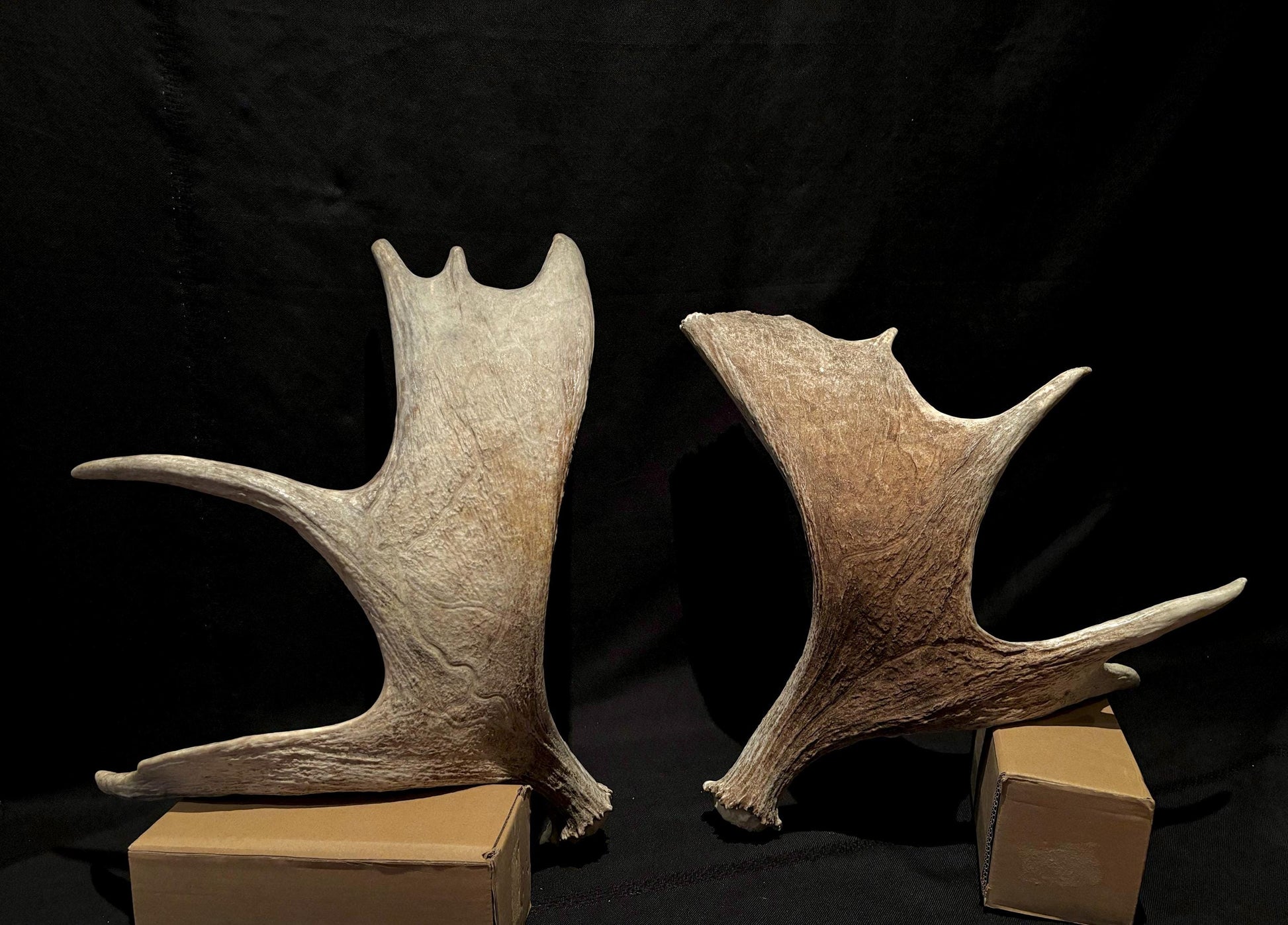 Moose Antler Pair. Medium Sized Canadian Moose Antlers - Crafting & Decor