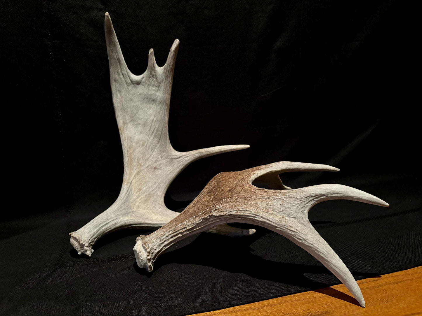 Moose Antler Pair. Medium Sized Canadian Moose Antlers - Crafting & Decor