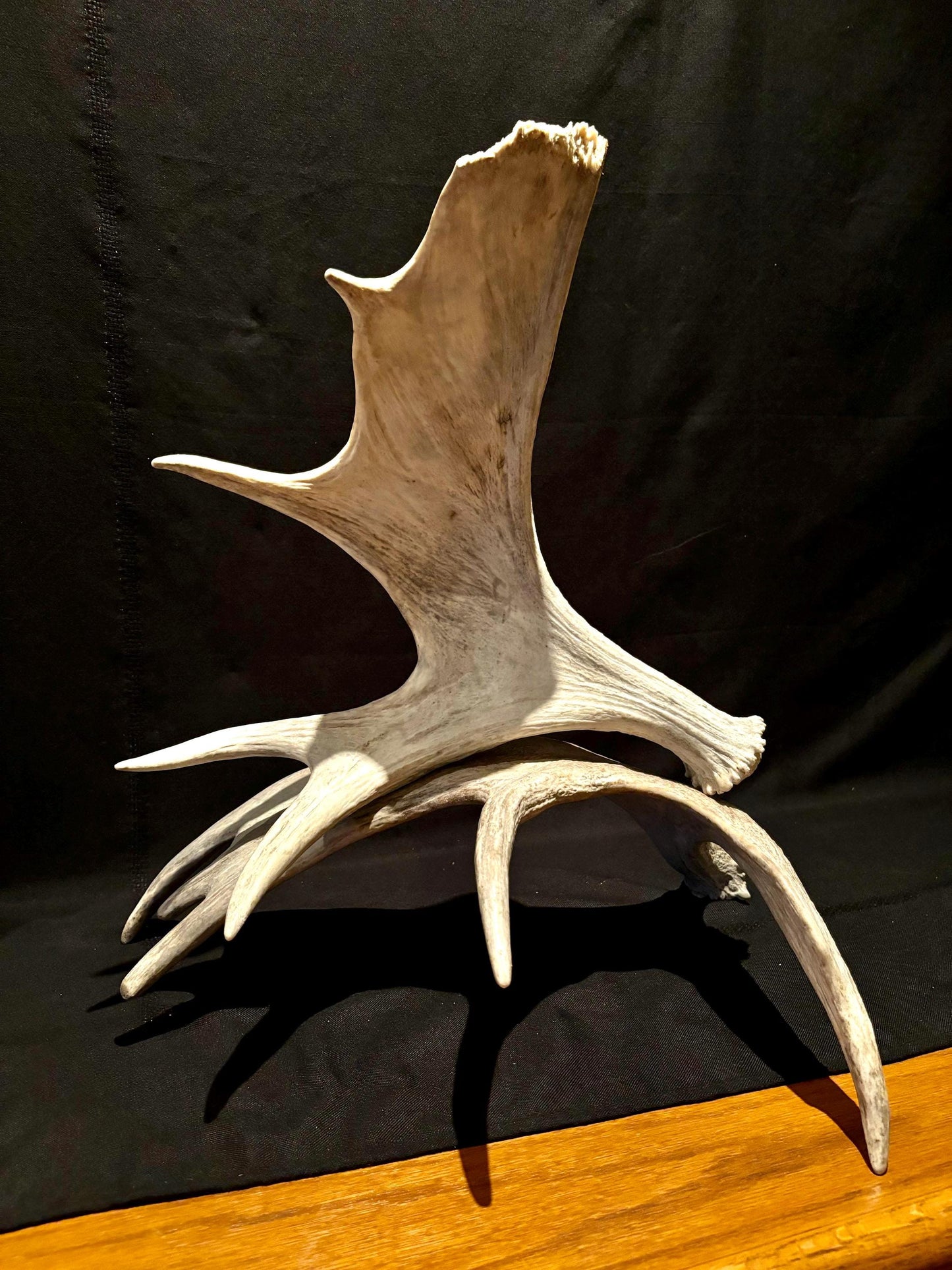 Moose Antler Pair. Medium Sized Canadian Moose Antlers - Crafting & Decor